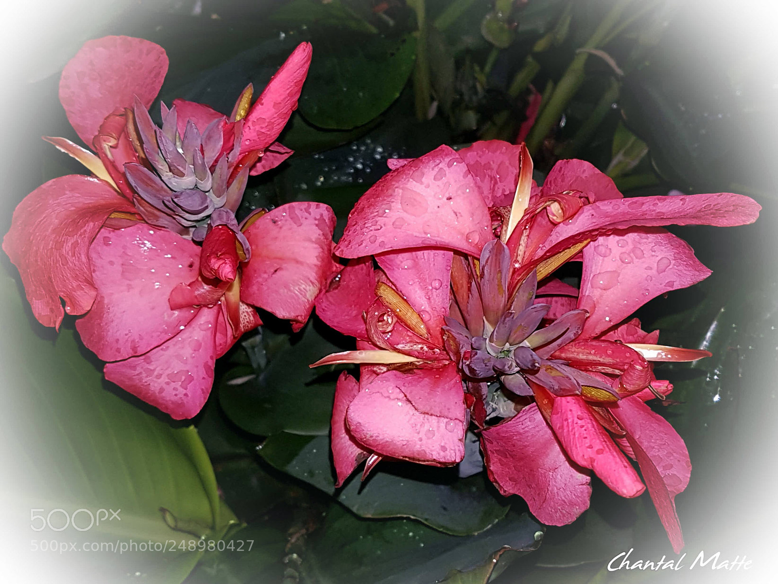 Samsung Galaxy S7 sample photo. After the rain photography