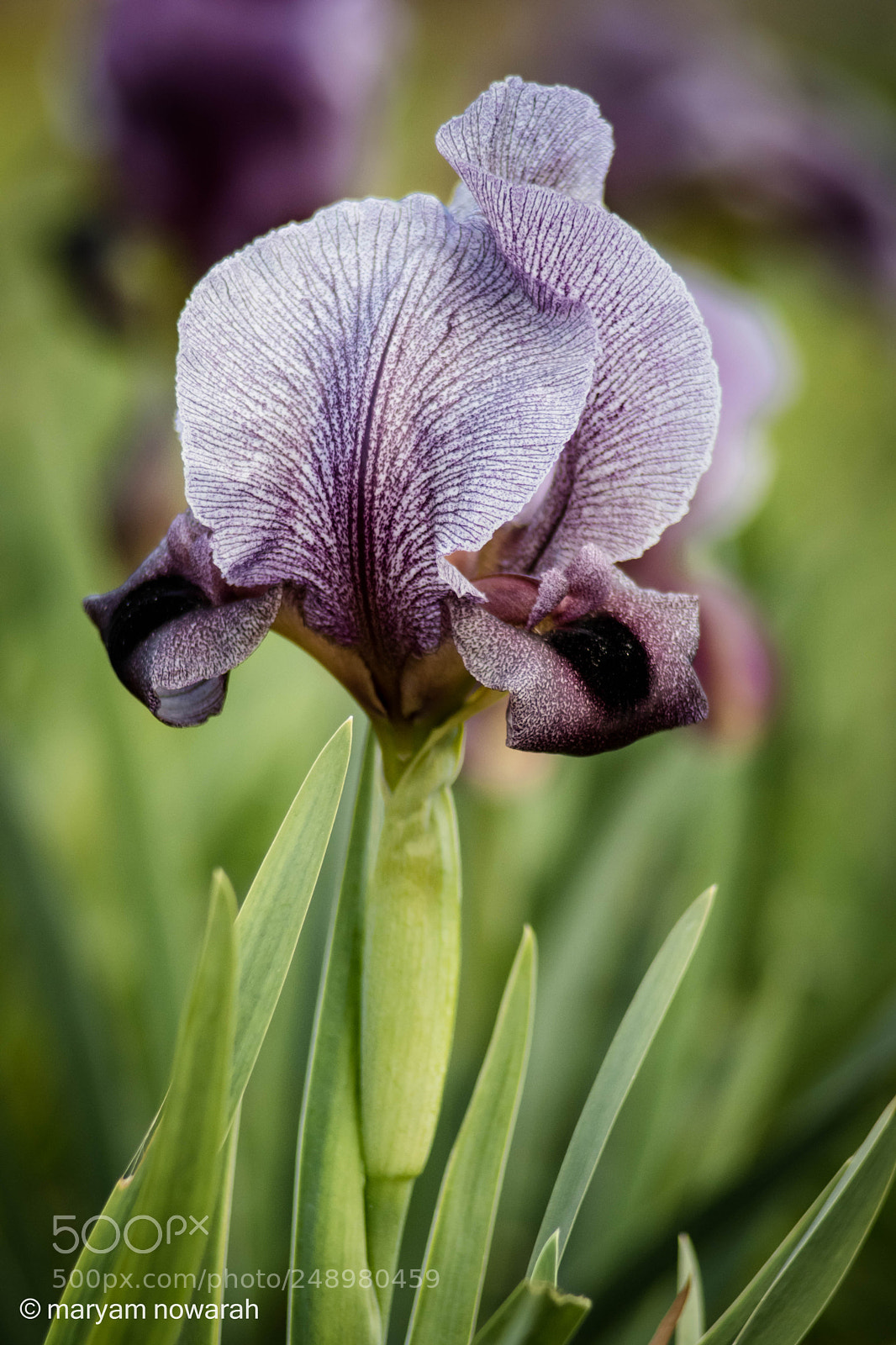 Nikon D5500 sample photo. Iris haynei photography