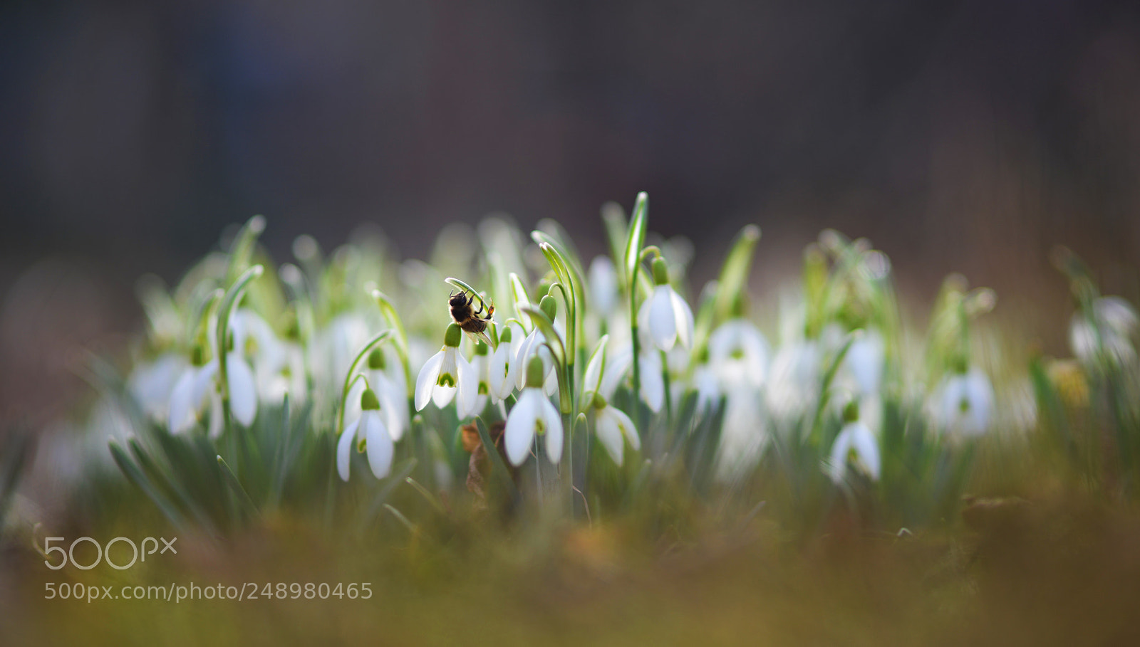 Nikon D800E sample photo. Spring is coming photography