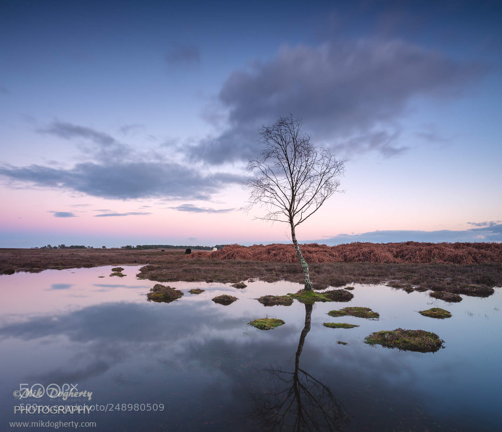 Fujifilm GFX 50S sample photo. Denny wood sunset photography