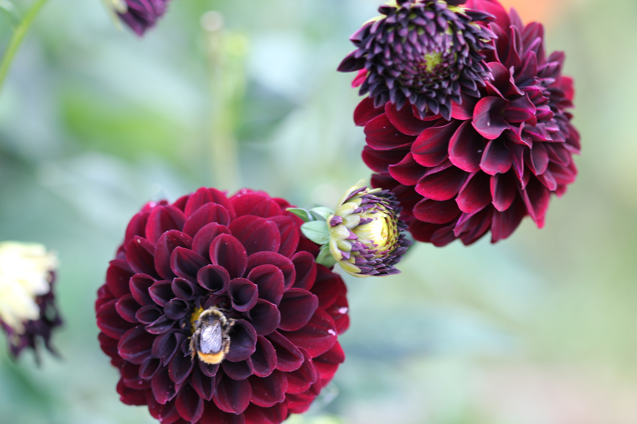 Canon EF 100mm F2.8 Macro USM sample photo. Jour photography