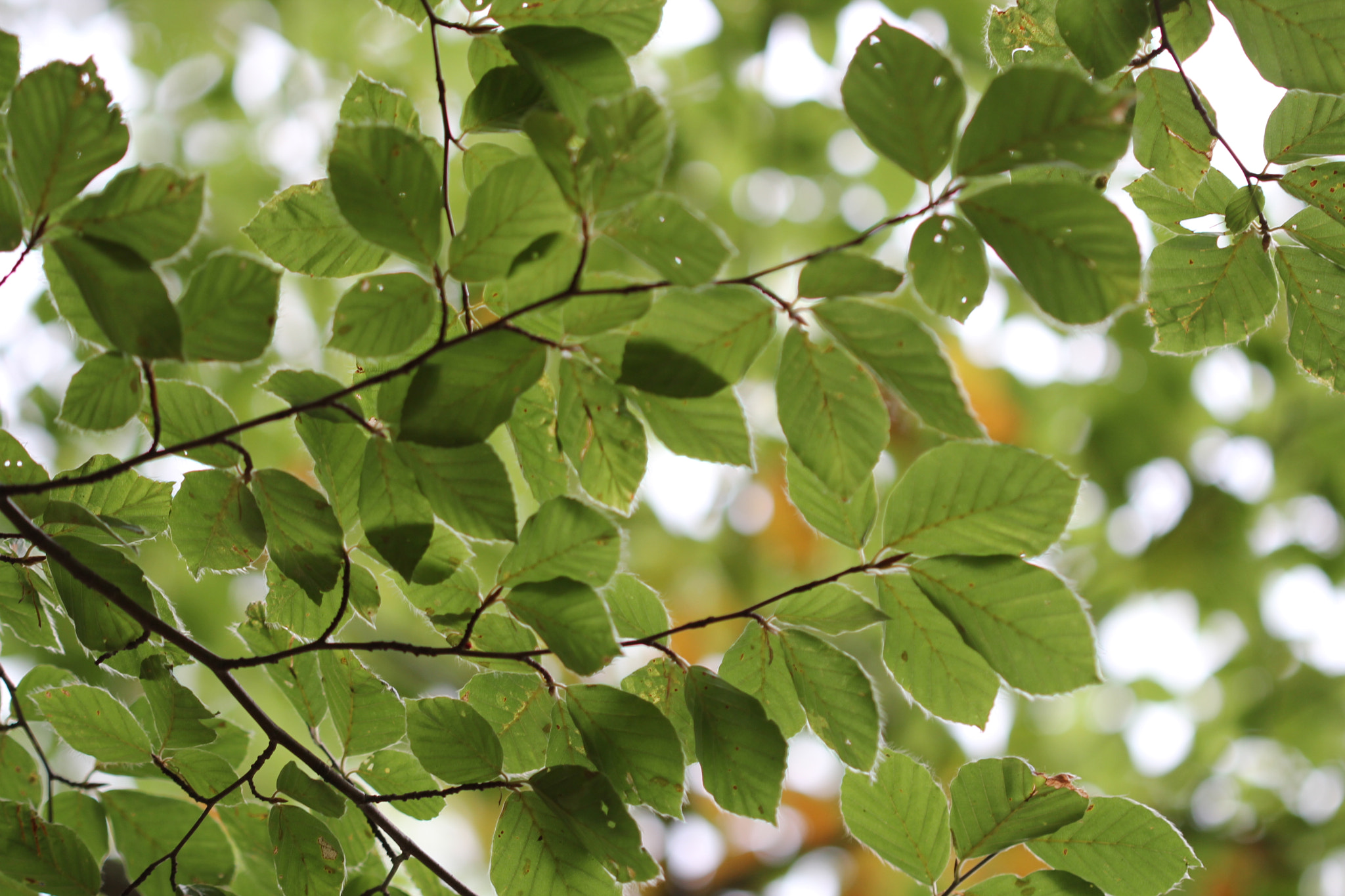 Canon EF 100mm F2.8 Macro USM sample photo. Jour photography