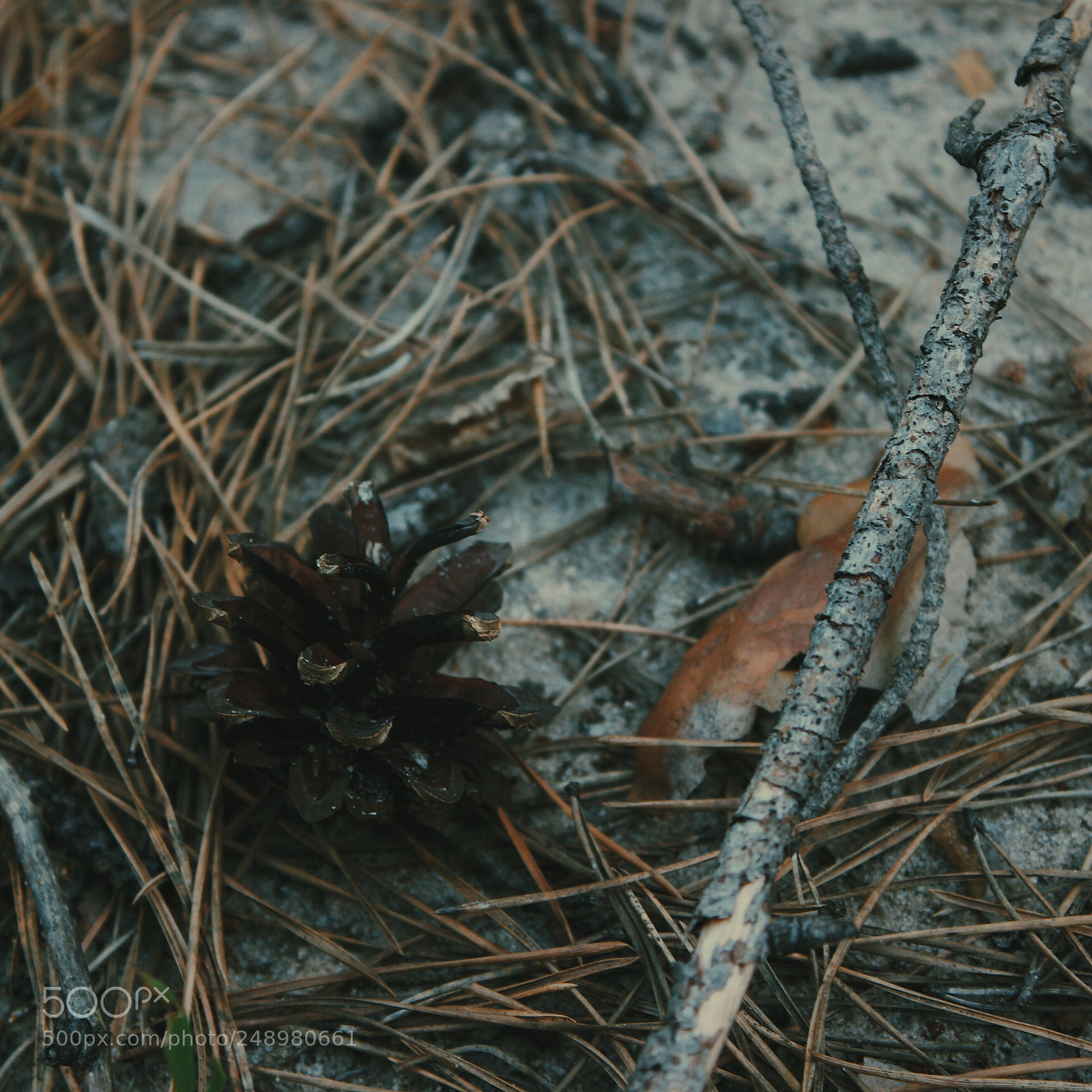 Canon EOS 600D (Rebel EOS T3i / EOS Kiss X5) sample photo. Pinecone photography