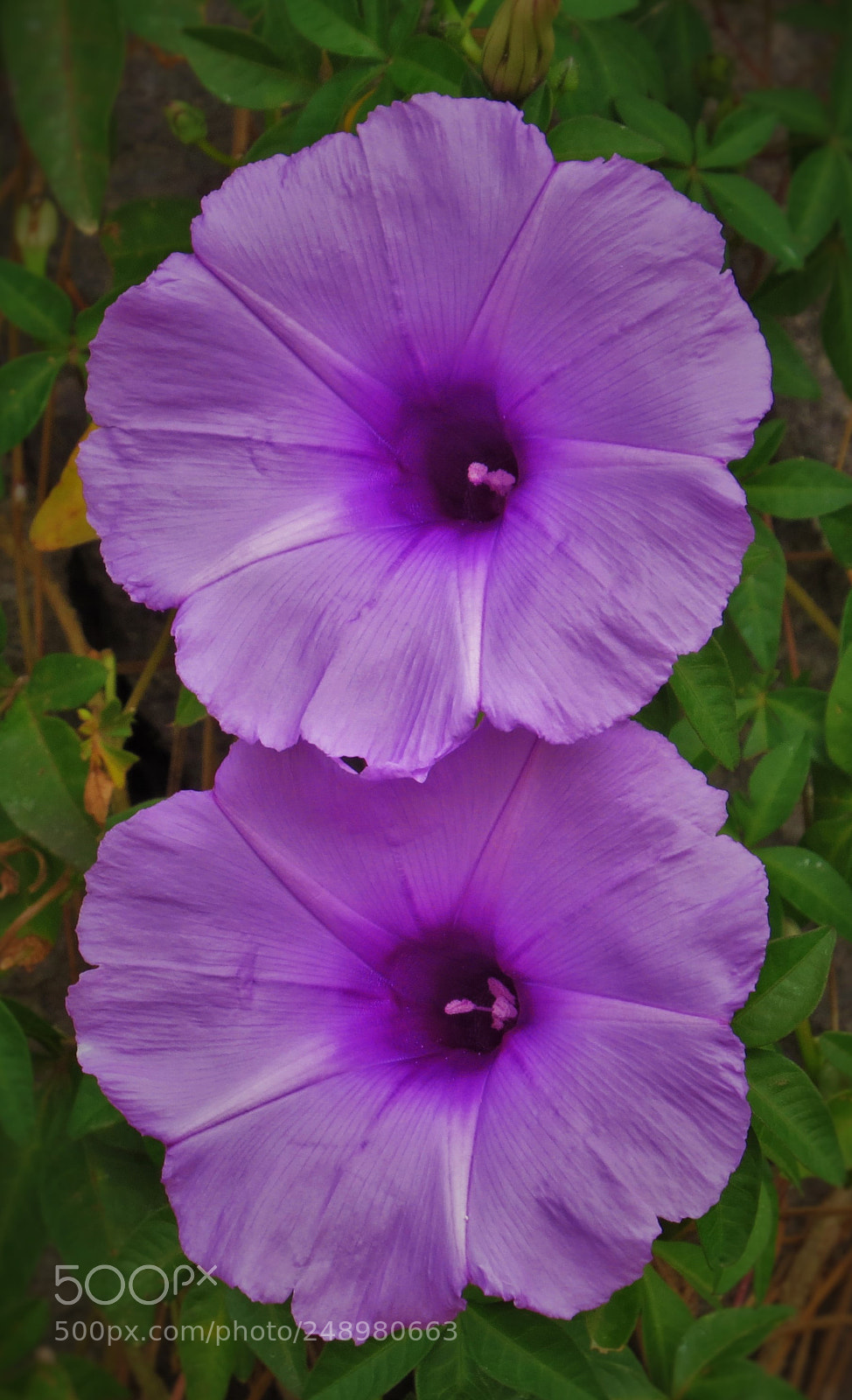 Canon PowerShot SX50 HS sample photo. Purple twin flowers () photography