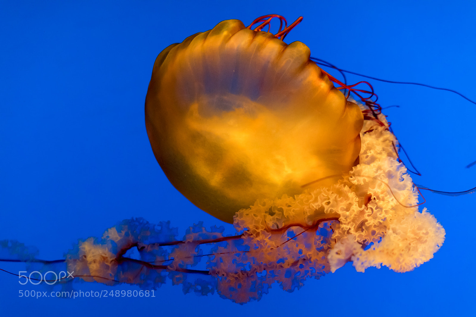 Canon EOS 5D Mark IV sample photo. Jellyfish turning photography