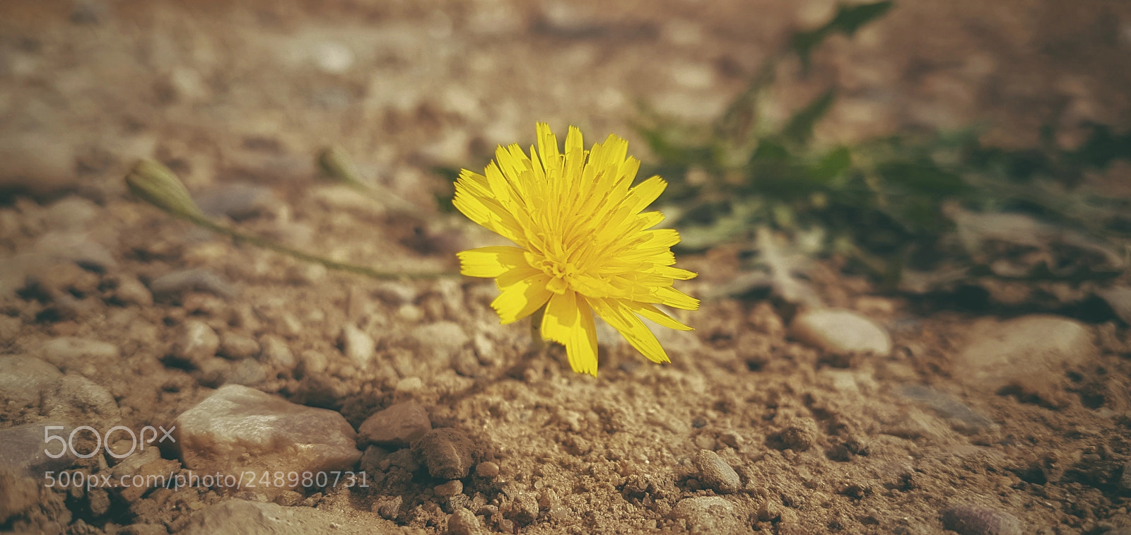 Samsung Galaxy S7 sample photo. Yellow flower photography