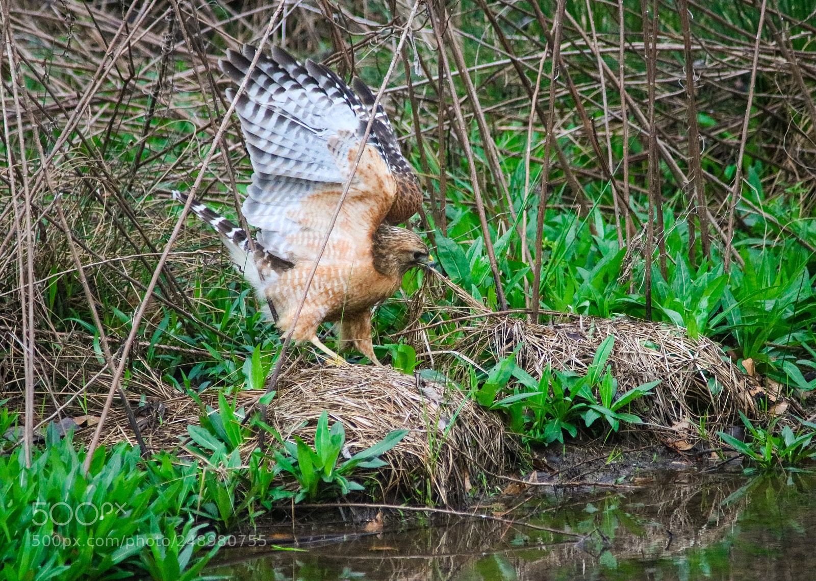 Canon EOS 760D (EOS Rebel T6s / EOS 8000D) sample photo. Getting some nest material photography