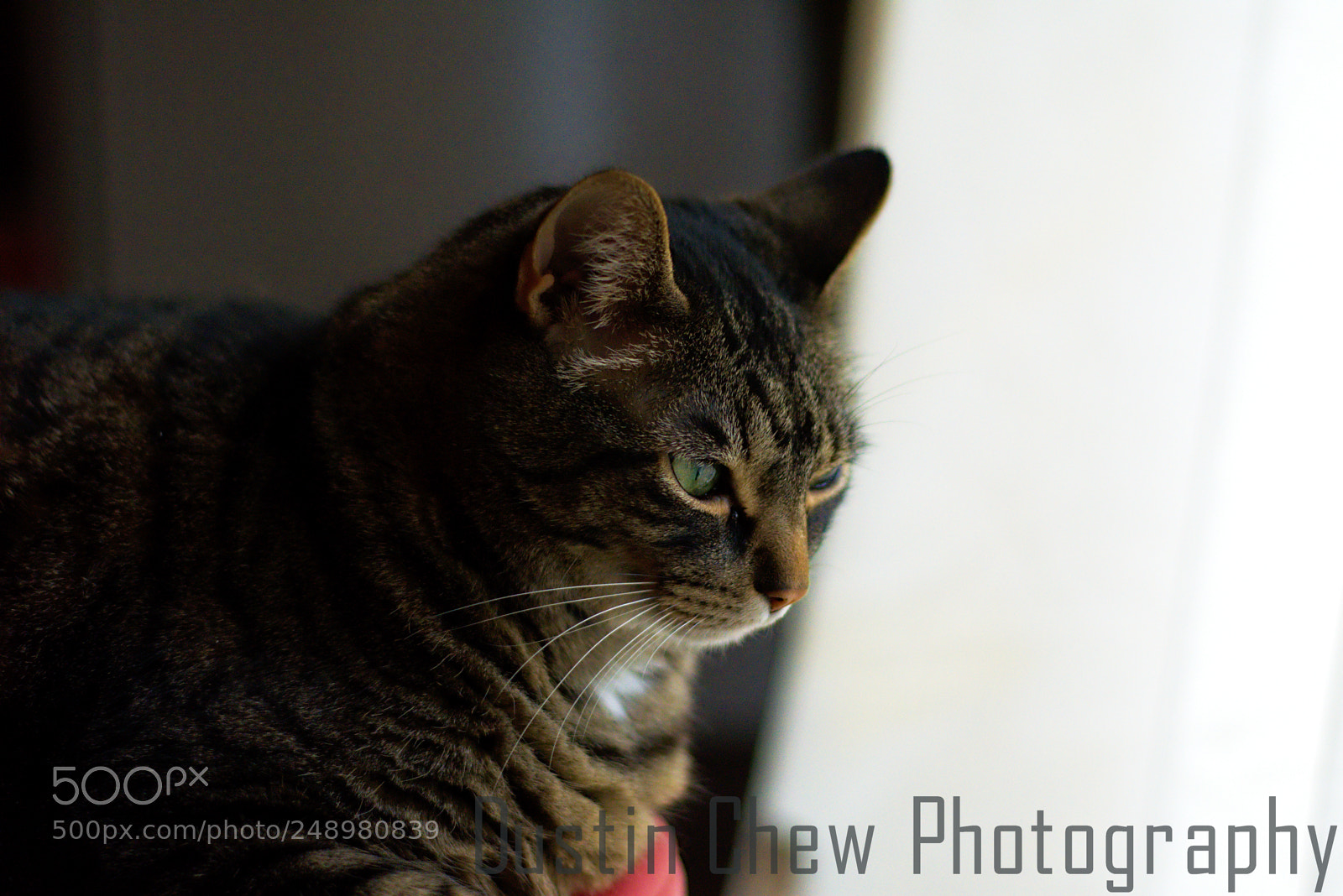 Nikon D7200 sample photo. Boomer photography