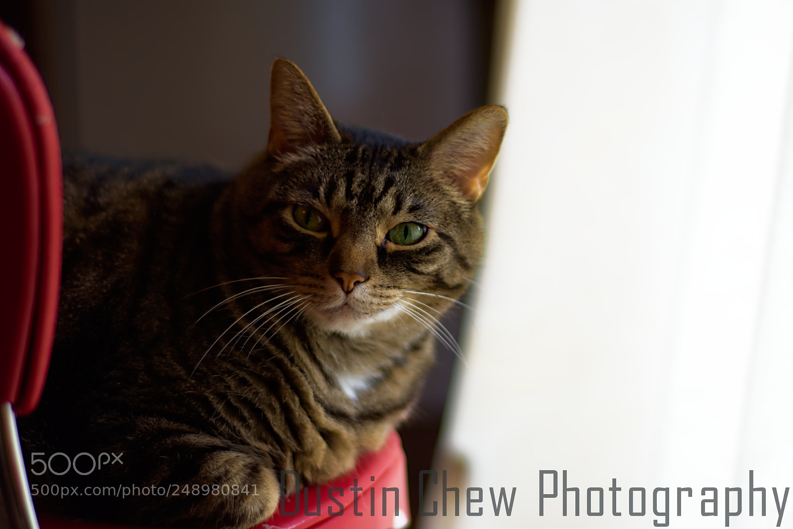 Nikon D7200 sample photo. Boomer photography