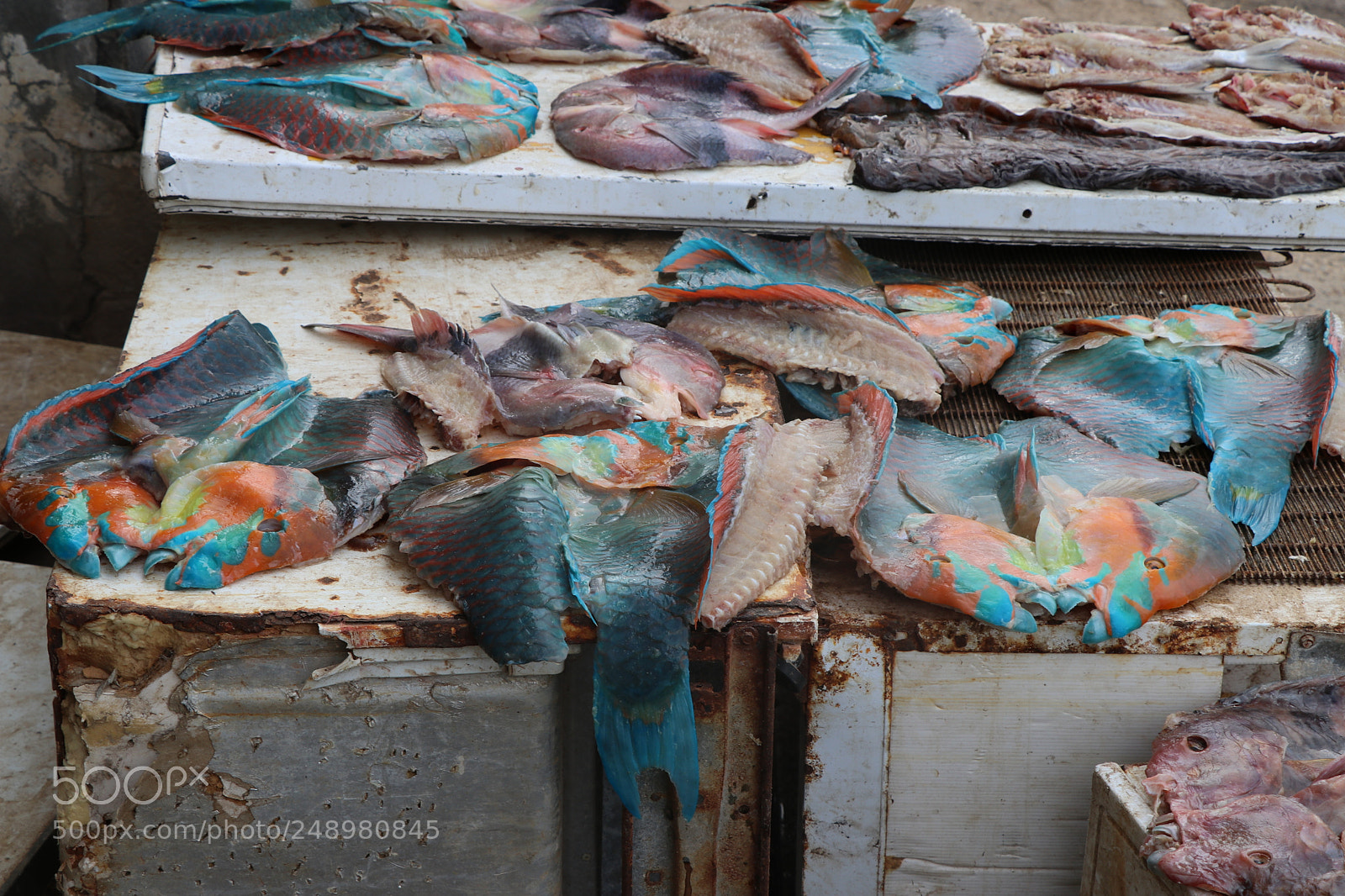 Canon EOS 80D sample photo. Dried parrot fish photography