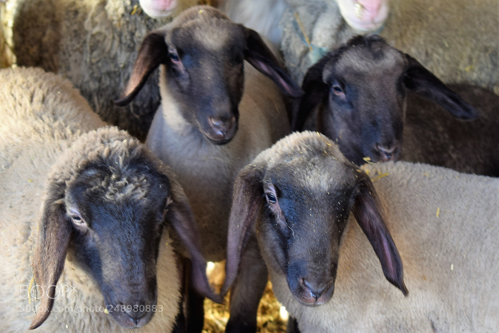 Nikon D5300 sample photo. 4 amigos photography