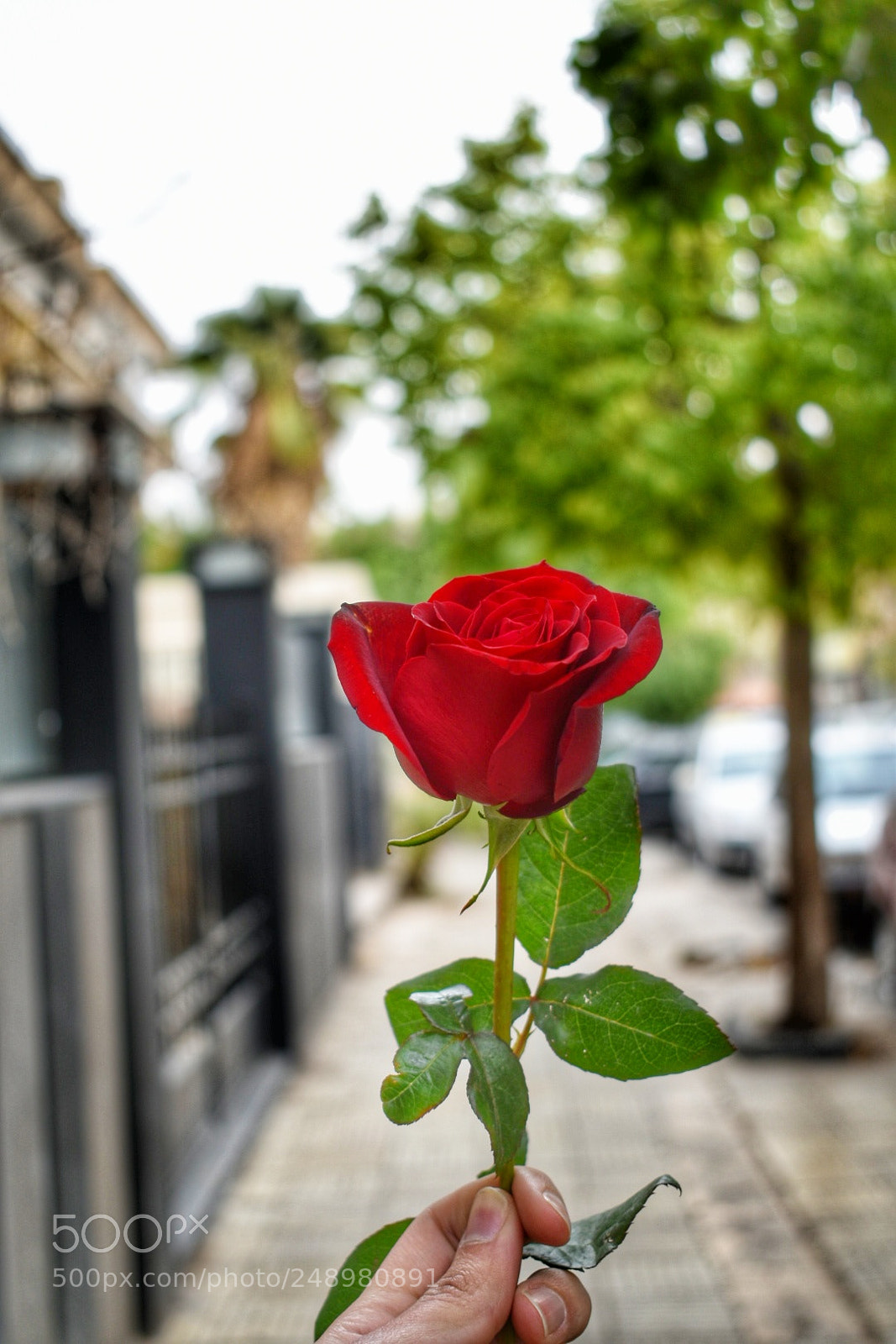 Nikon D5500 sample photo. Untitled photography
