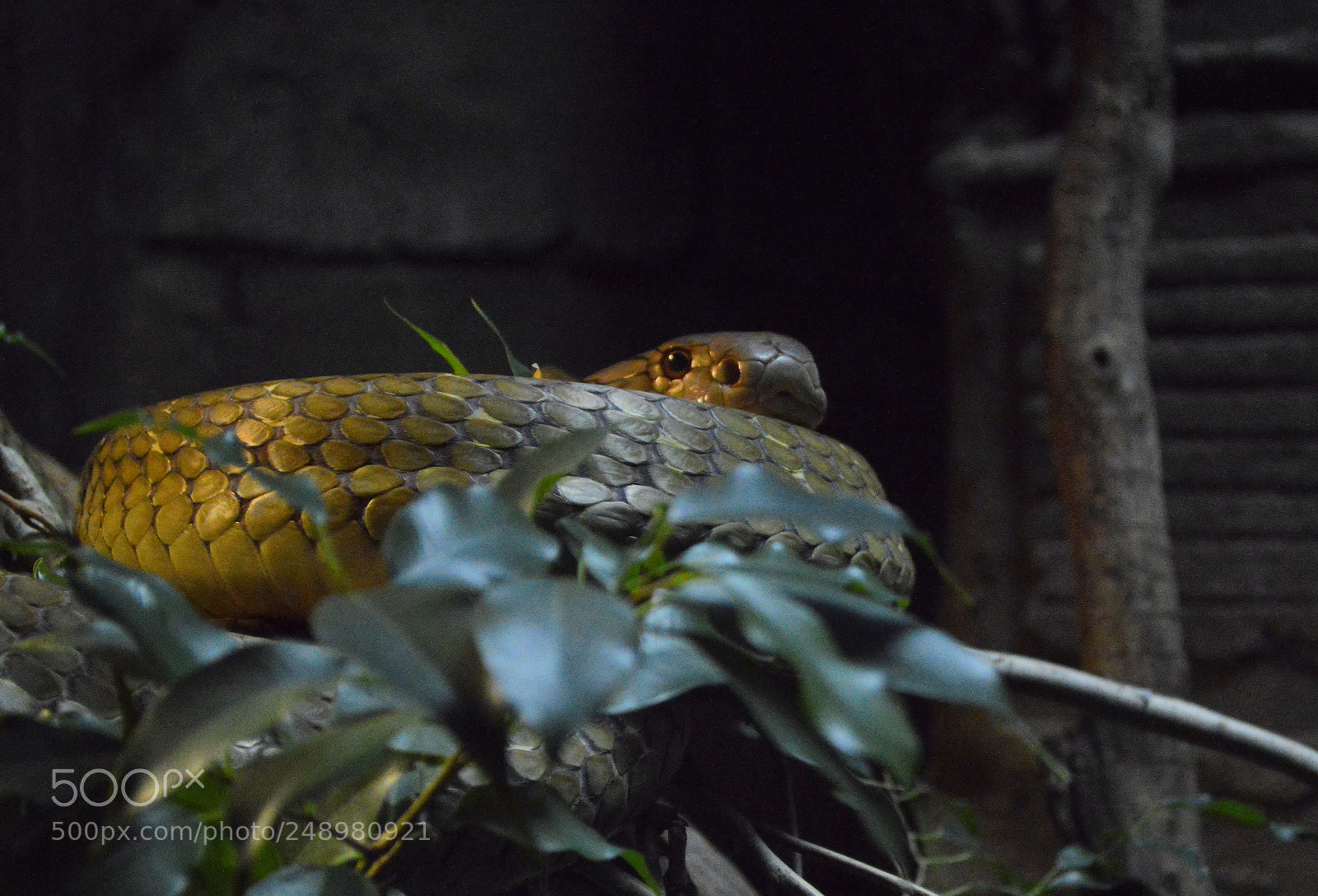 Nikon D3200 sample photo. Who woke me? photography