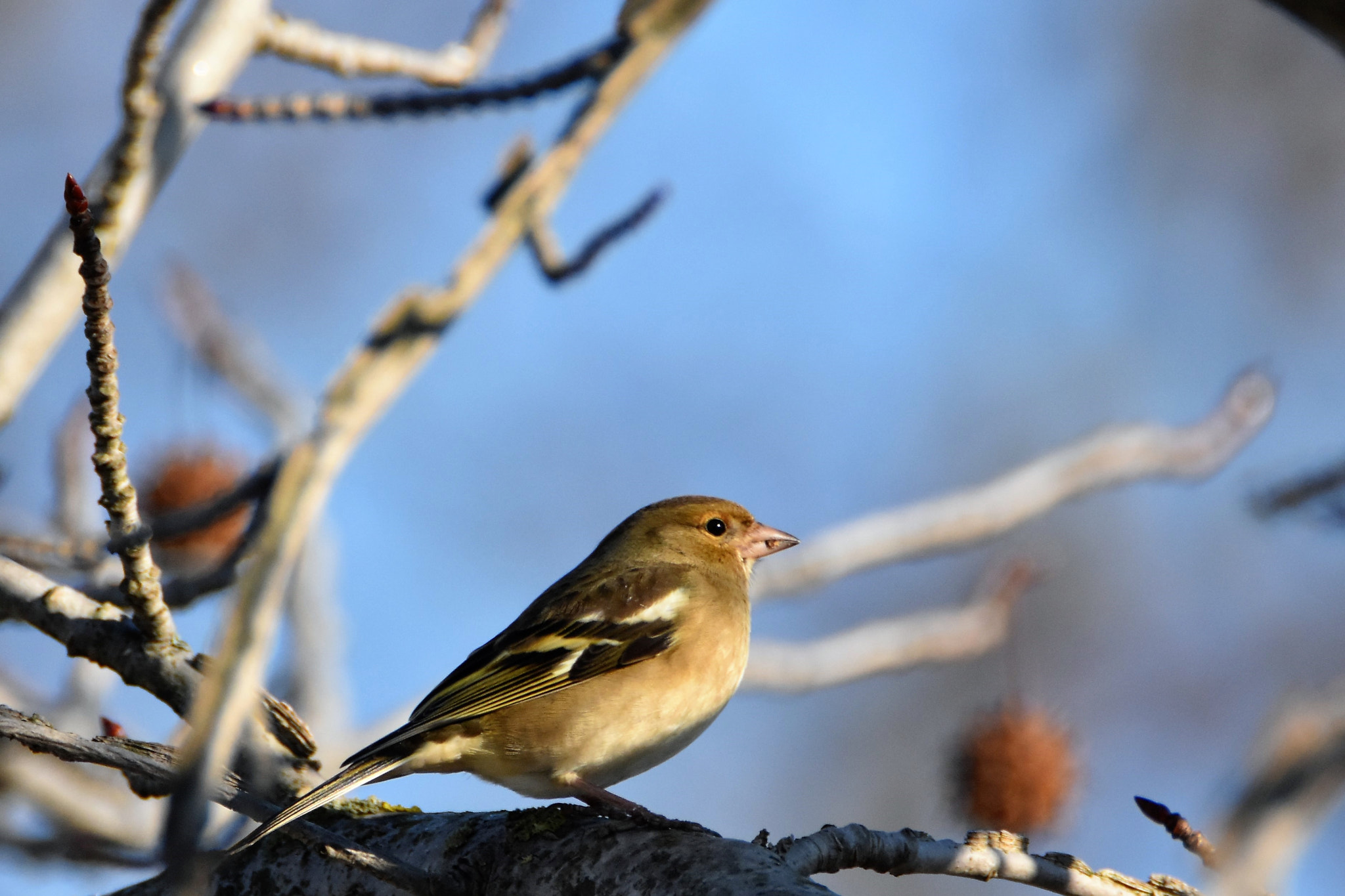 Nikon D7200 sample photo. She chaffinch photography