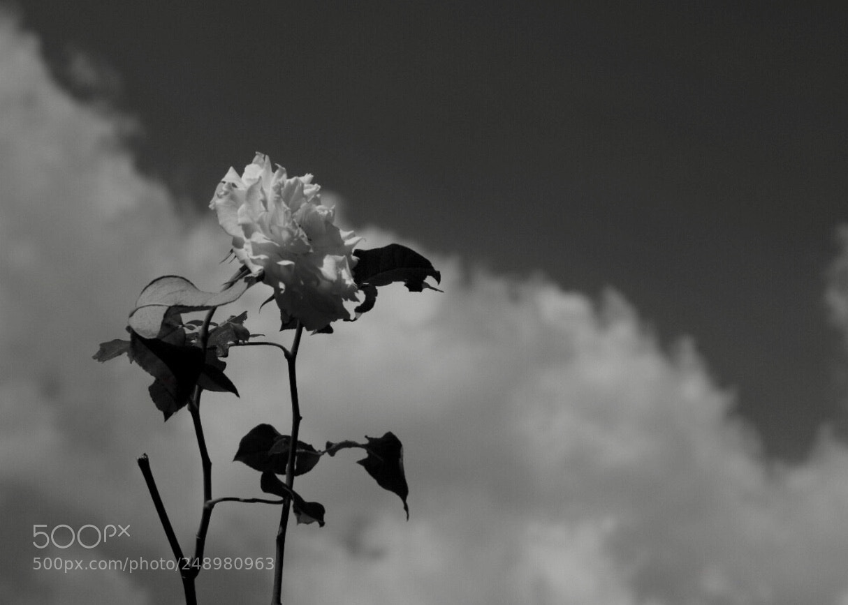 Nikon D3300 sample photo. Untitled photography