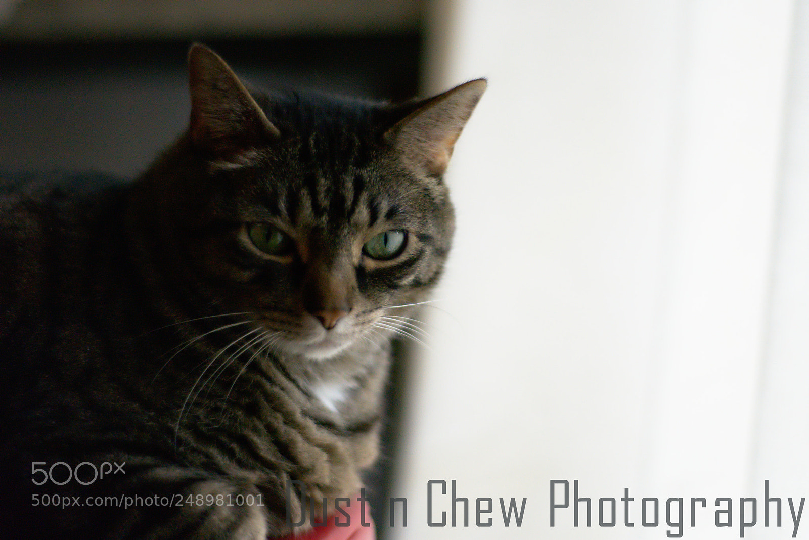 Nikon D7200 sample photo. Boomer photography