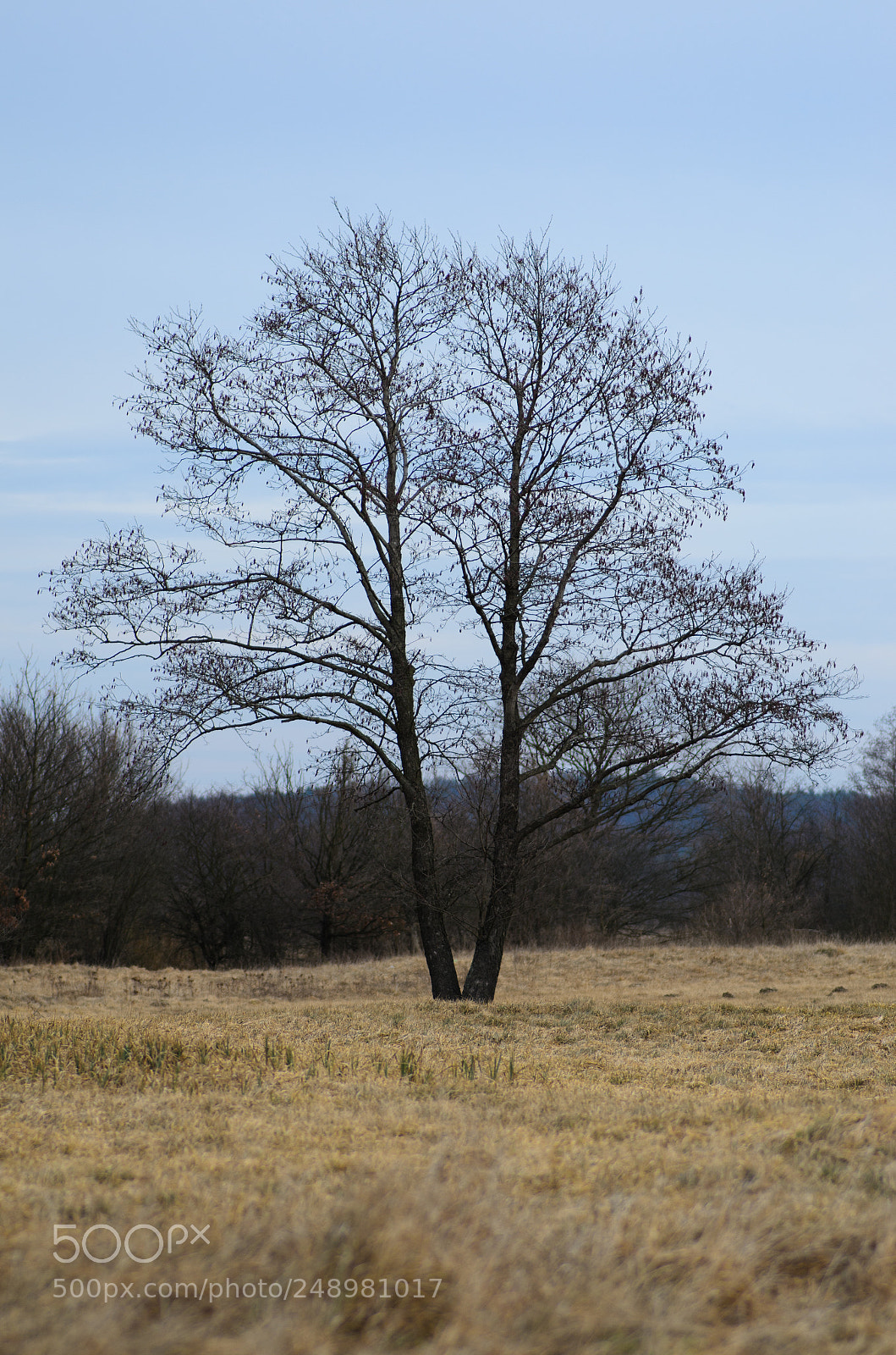 Nikon D7000 sample photo. Tree photography