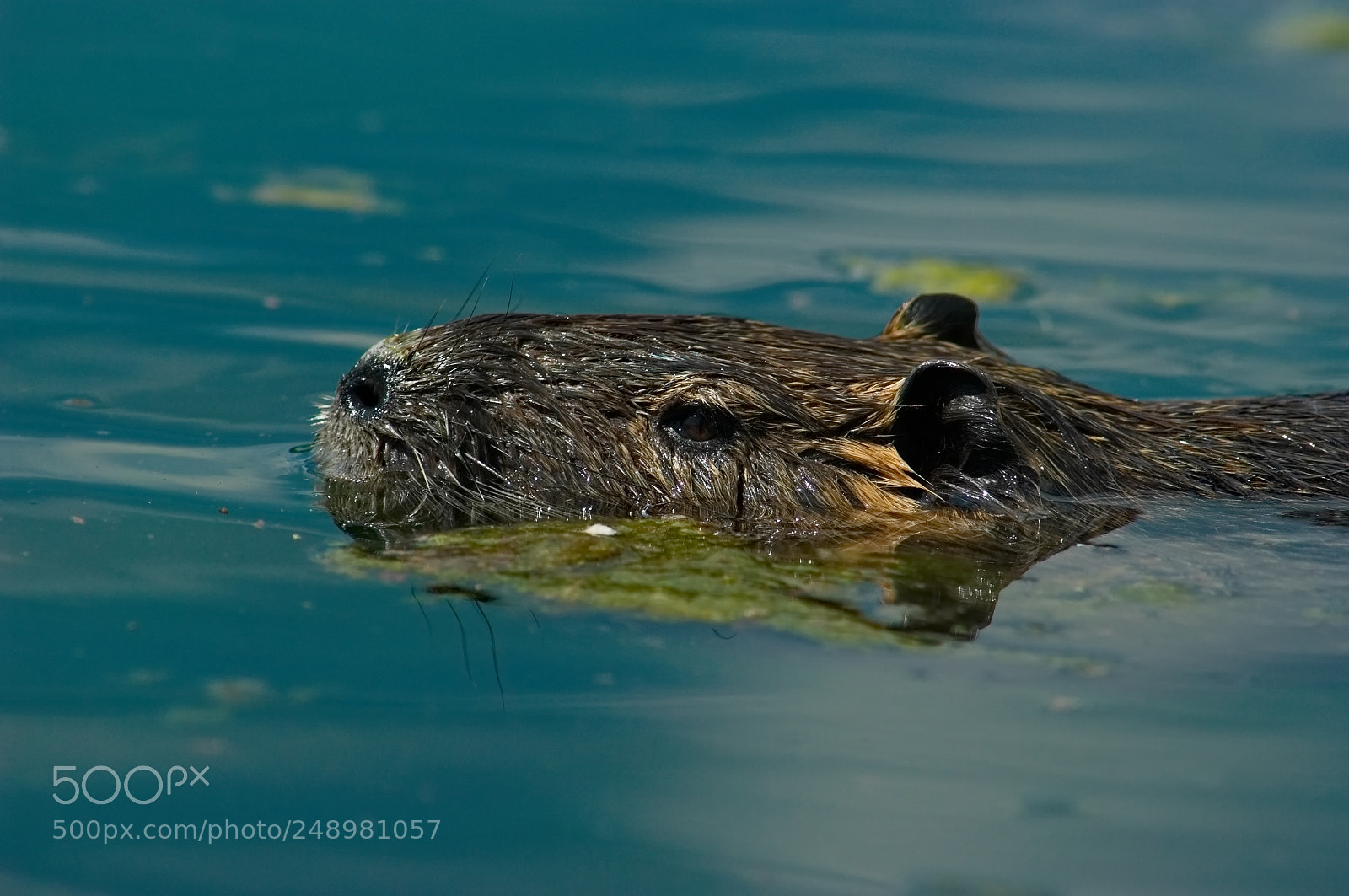 Pentax K20D sample photo. Nutria 4 photography