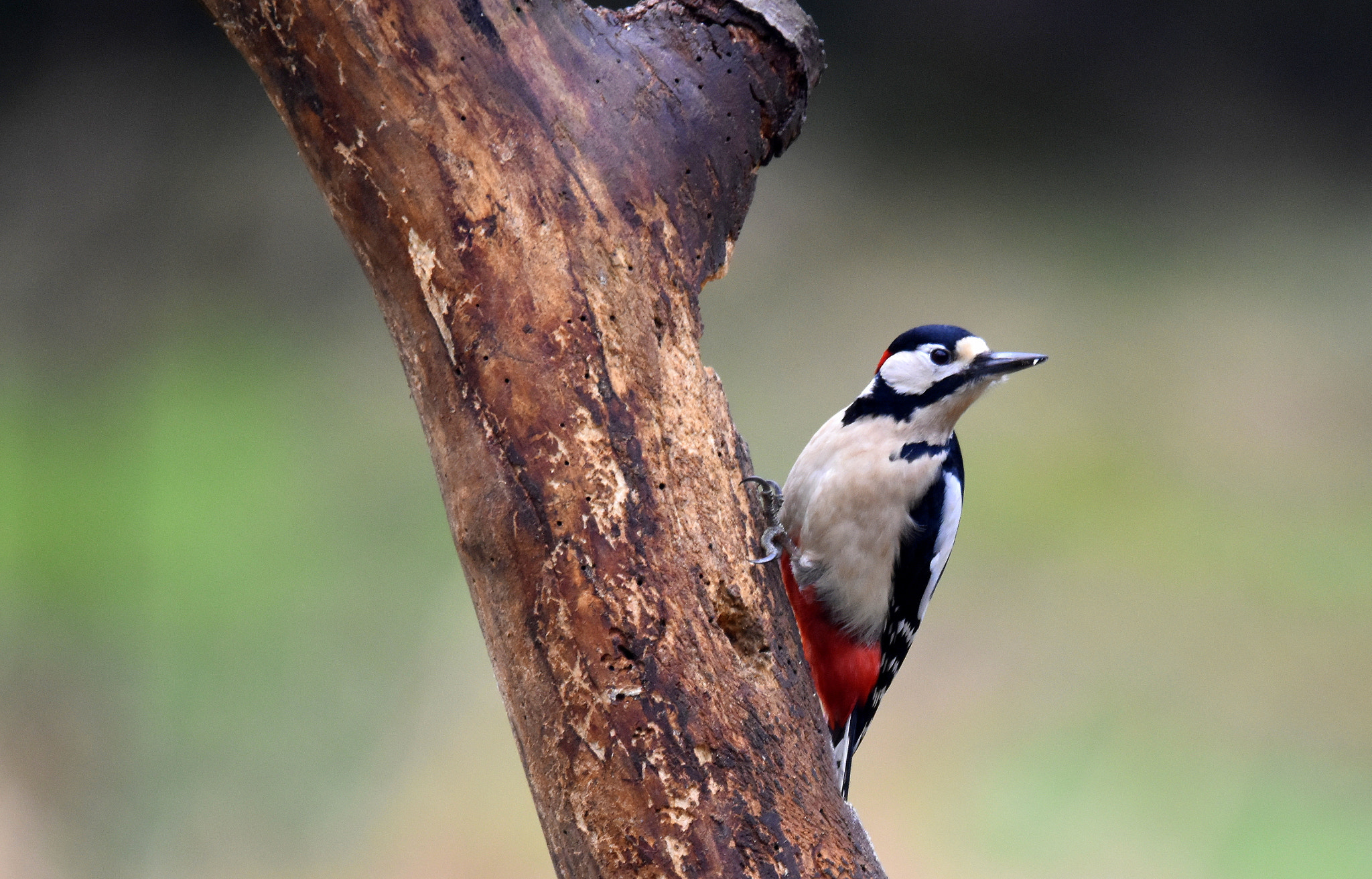 Nikon D5500 sample photo. Woodpecker photography