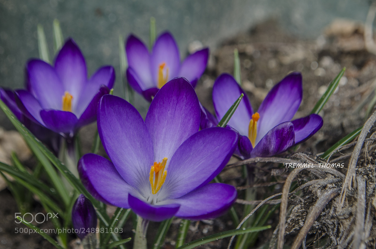 Nikon D5100 sample photo. Spring flowers photography