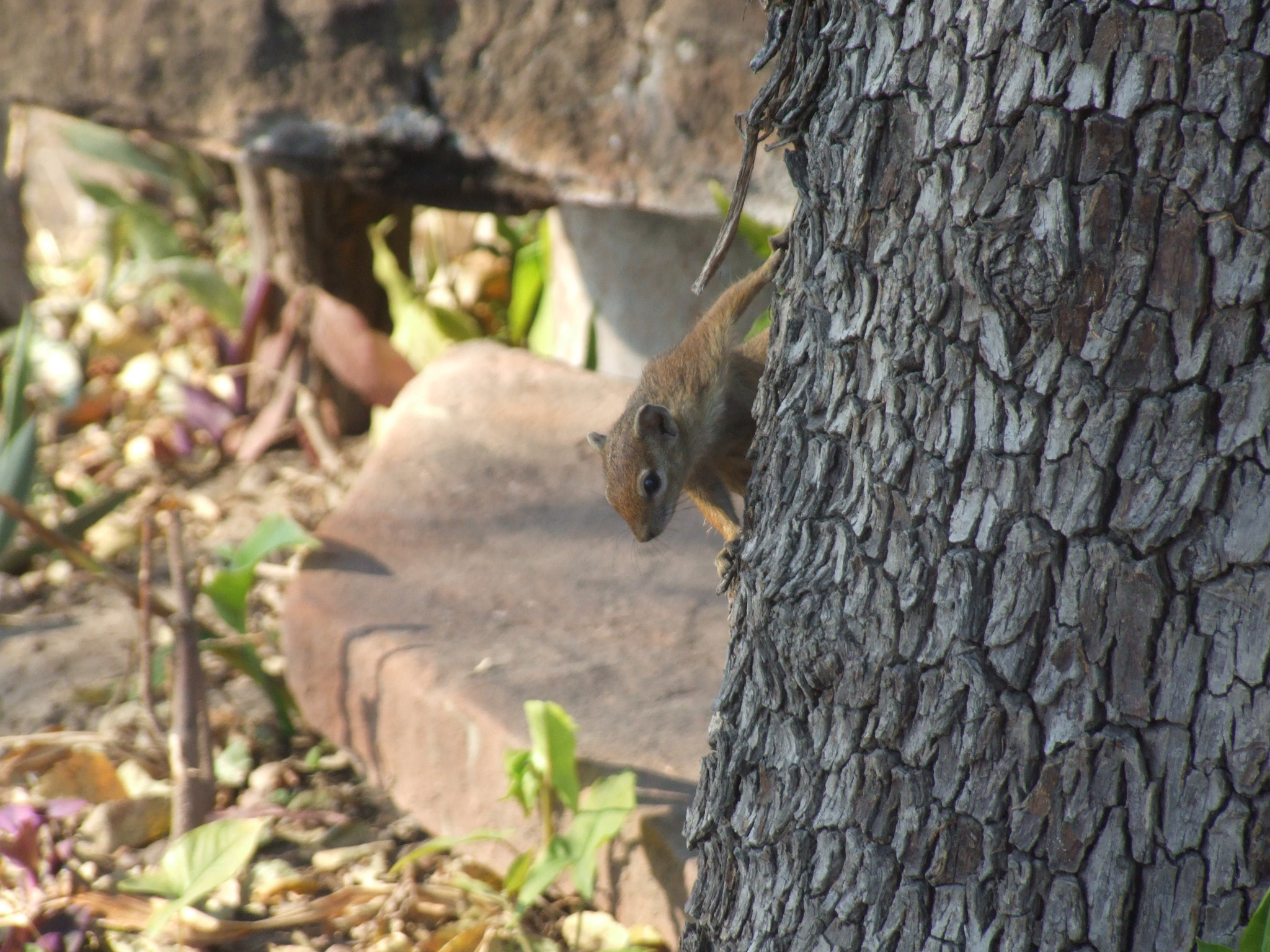 Fujifilm FinePix S9600 sample photo. Looking for food photography