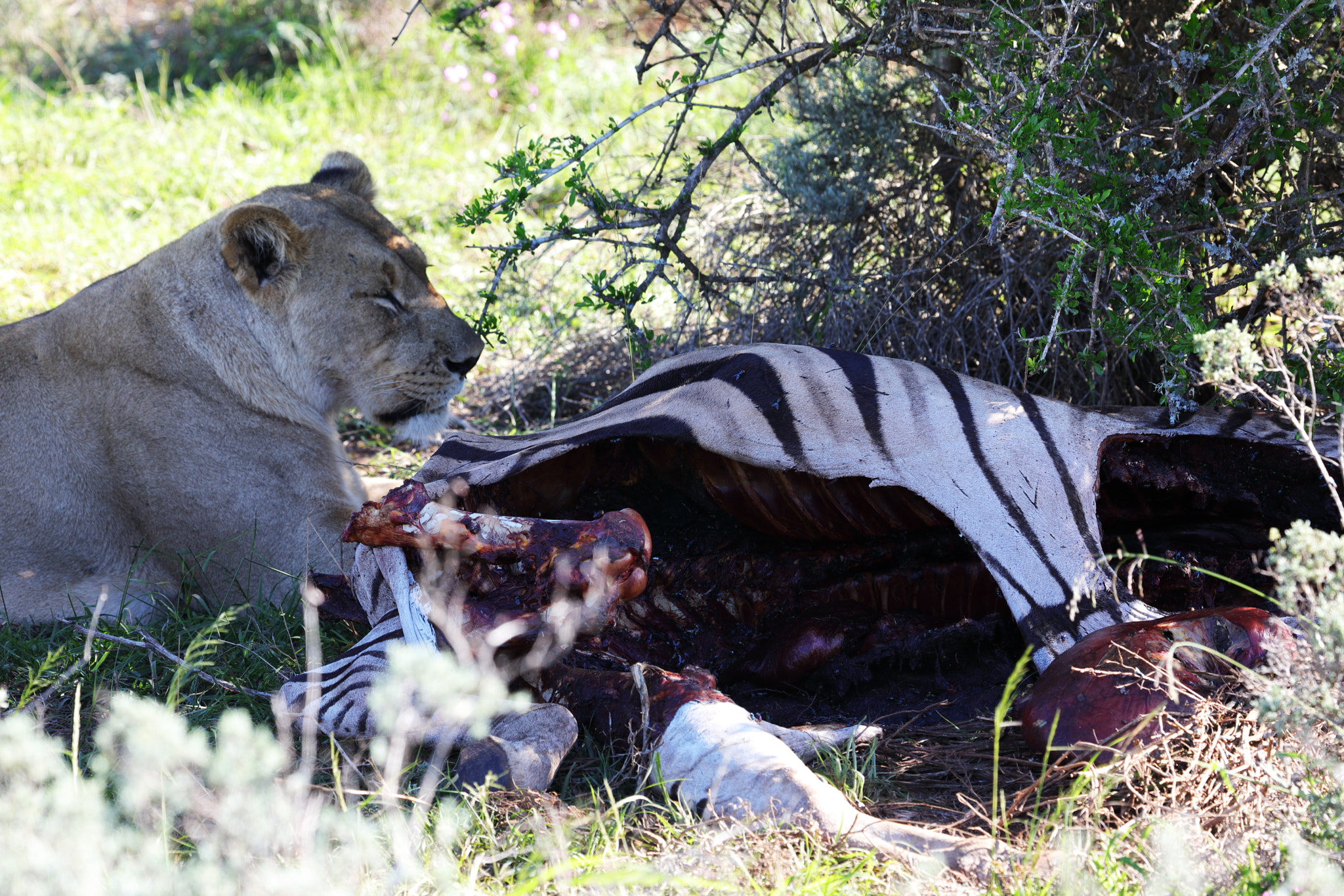 Canon EOS 5D Mark IV sample photo. Lion 1 zebra 0 photography