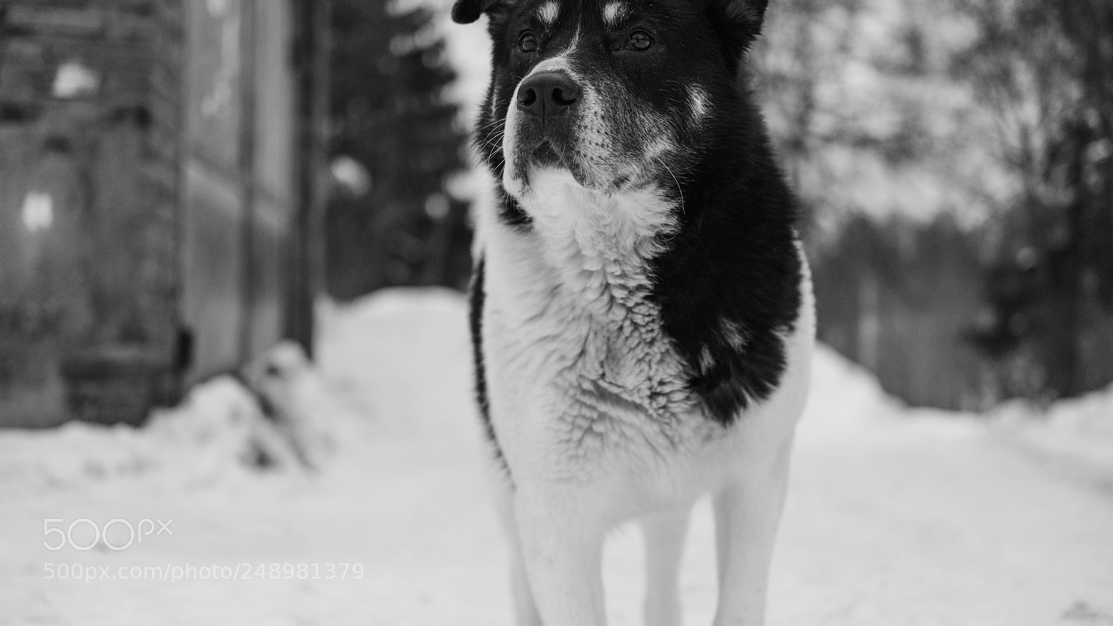 Fujifilm X-T20 sample photo. Dog photography