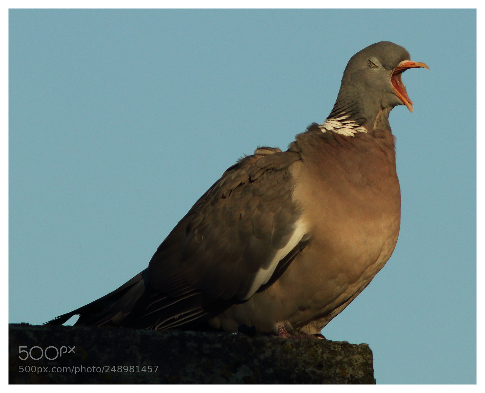 Canon EOS 70D sample photo. Yawning pigeon in the photography
