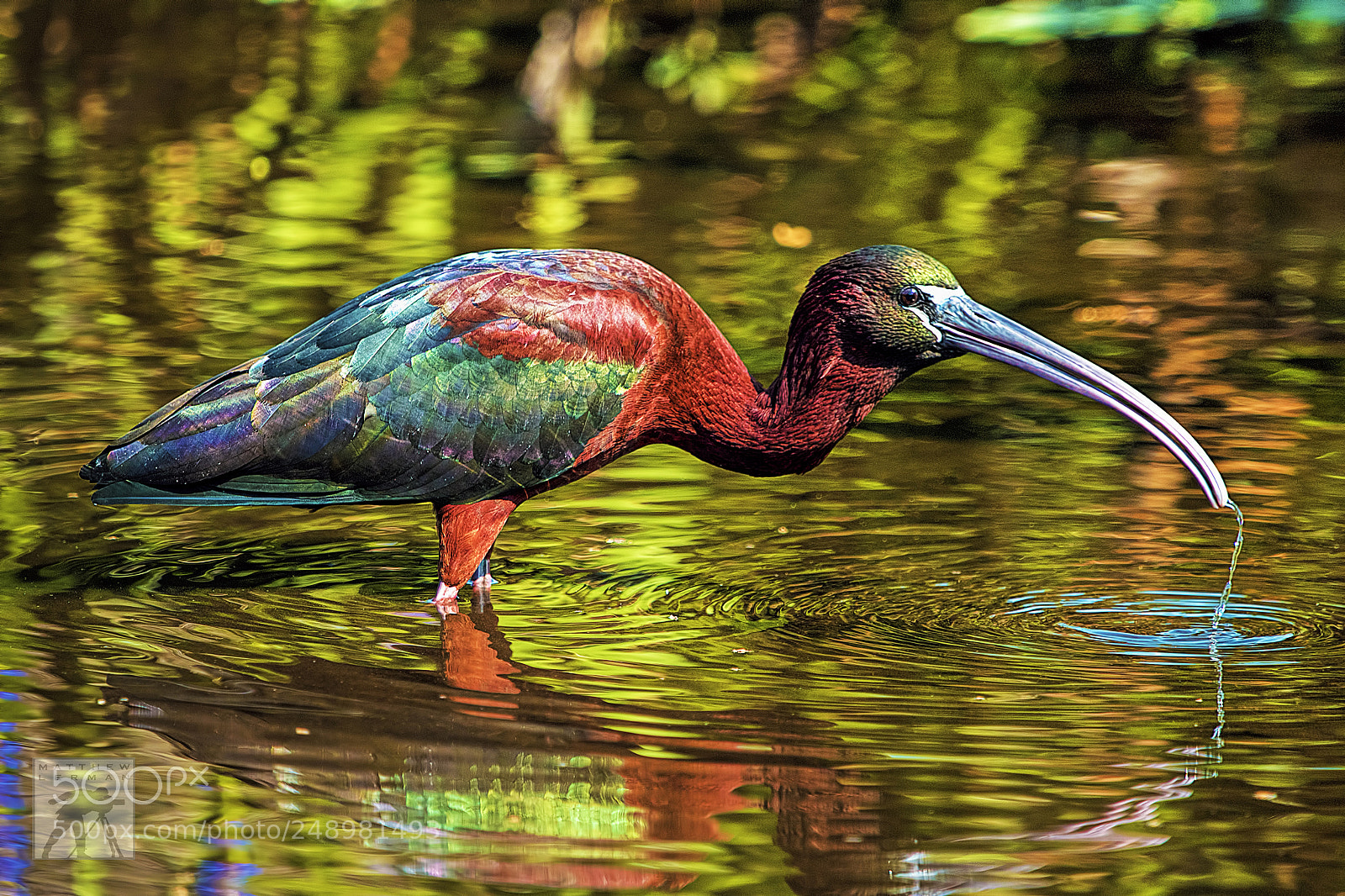 Nikon D810 sample photo. Glossy ibis 1665 photography