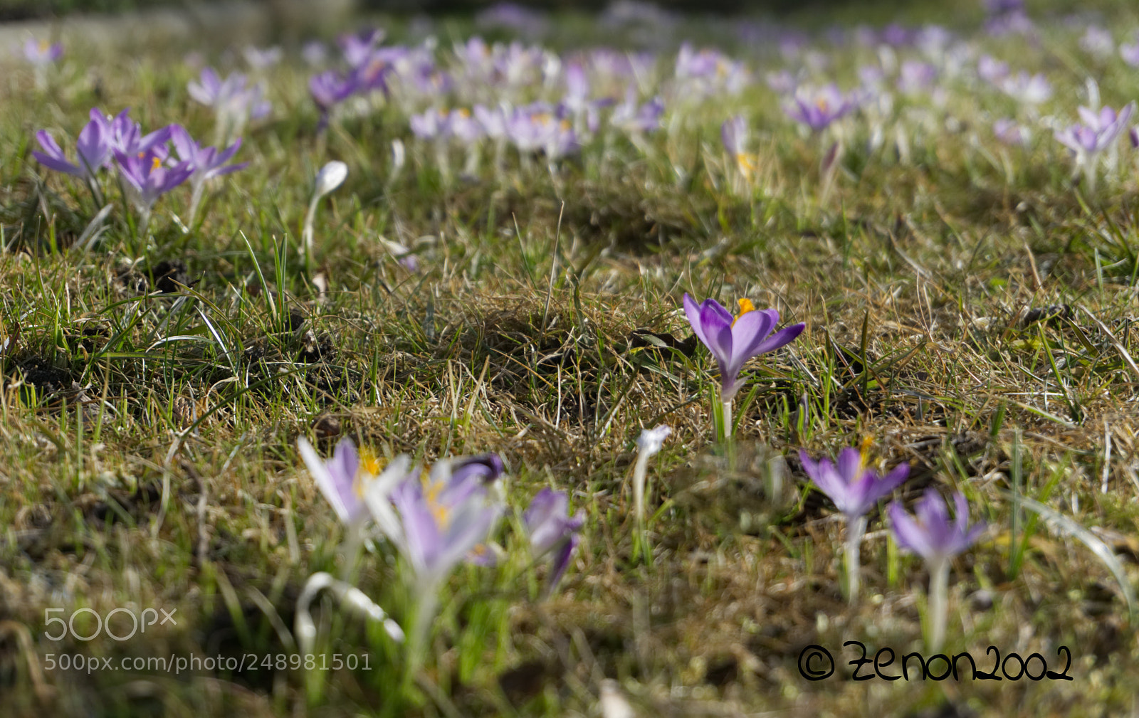 Sony a6000 sample photo. Wild crocuses photography