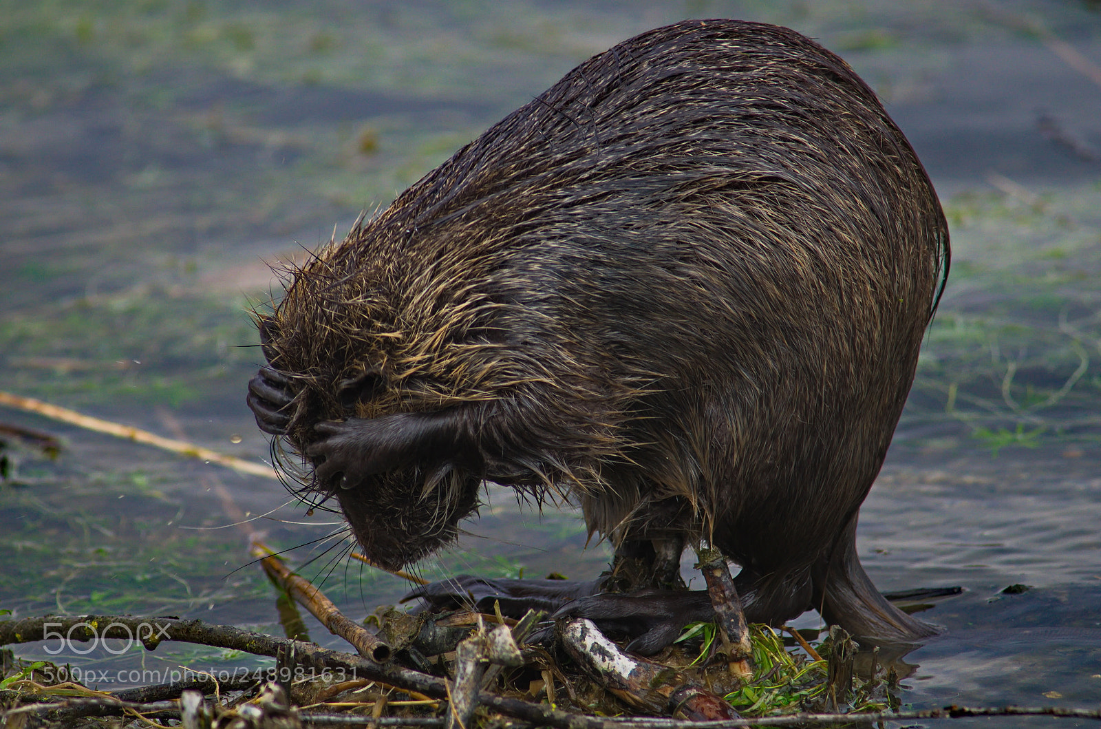 Pentax K-50 sample photo. Nutria 5 photography