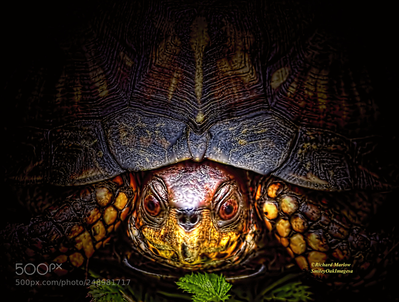 Nikon D5000 sample photo. Turtle photography