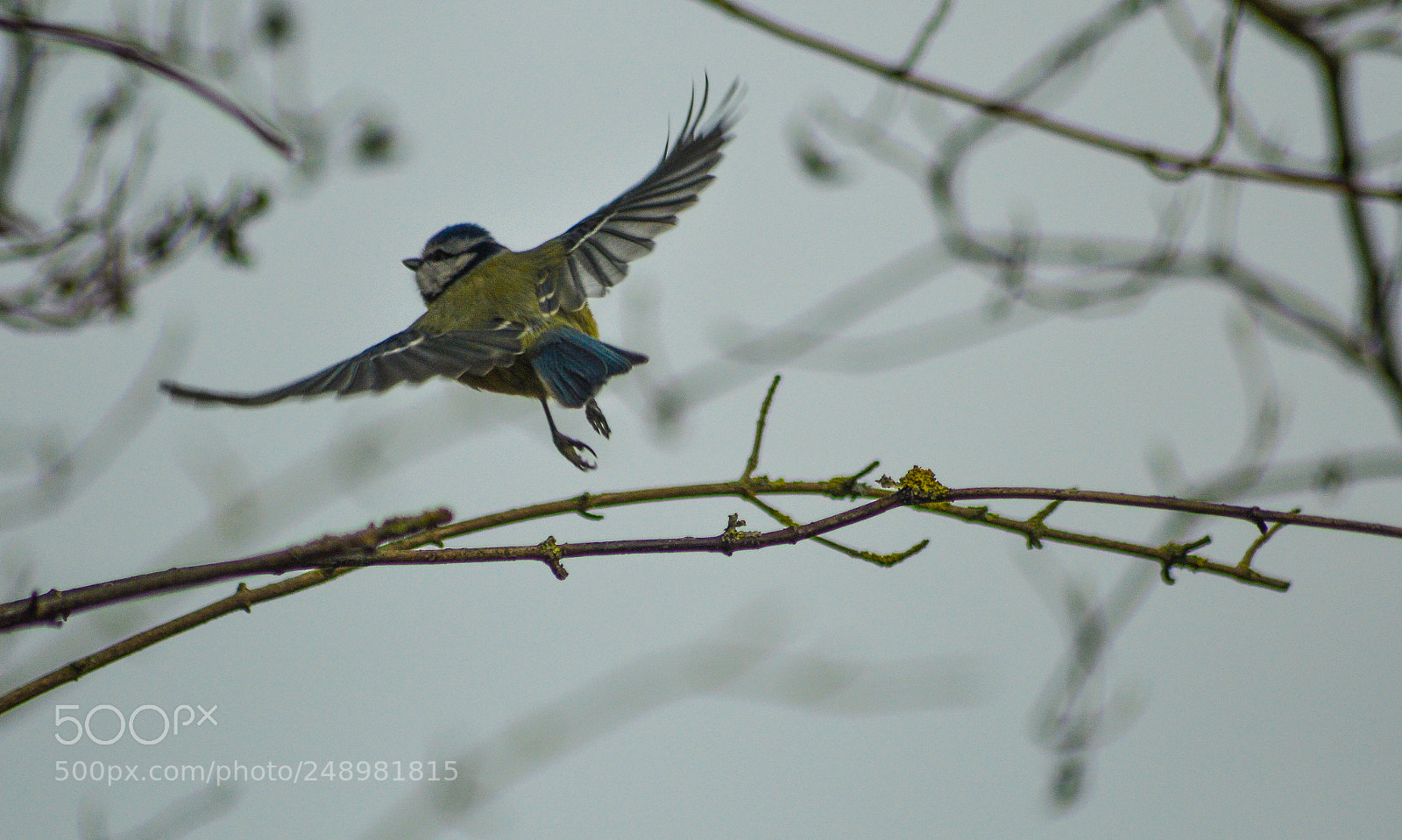 Nikon D3200 sample photo. Bluetit at kingsbury photography