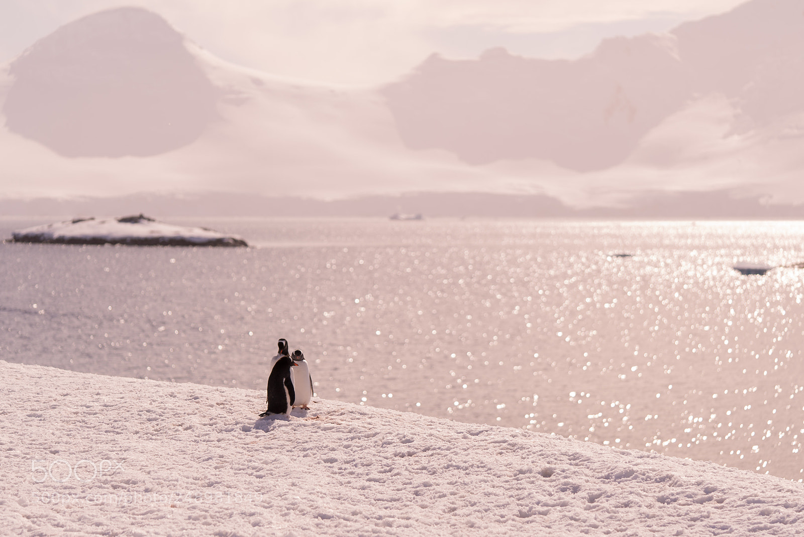 Sony a7S sample photo. Three little penguins photography