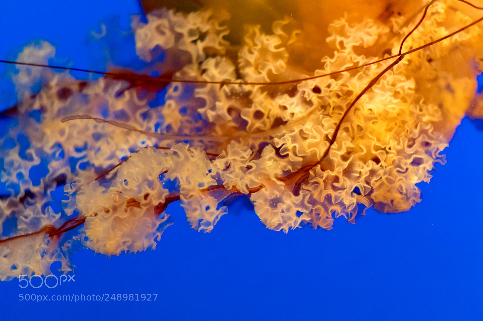 Canon EOS 5D Mark IV sample photo. Jellyfish "arms" photography
