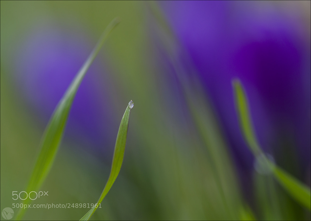 Canon EOS 50D sample photo. Blade of grass photography
