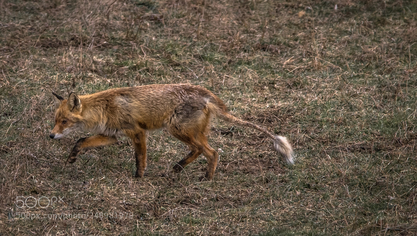 Nikon D7100 sample photo. Worn out fox photography
