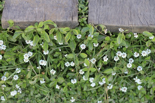 Canon EOS 7D sample photo. Herbal photography