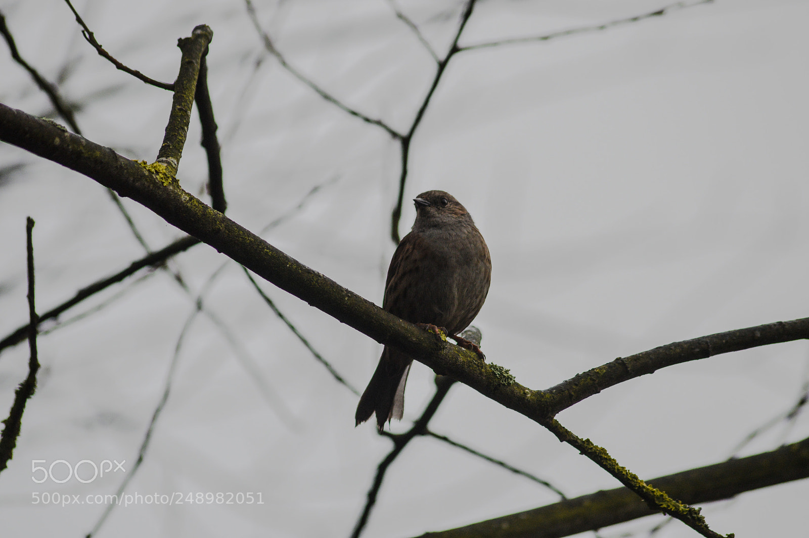 Nikon D3200 sample photo. Cetti warbler at middleton photography