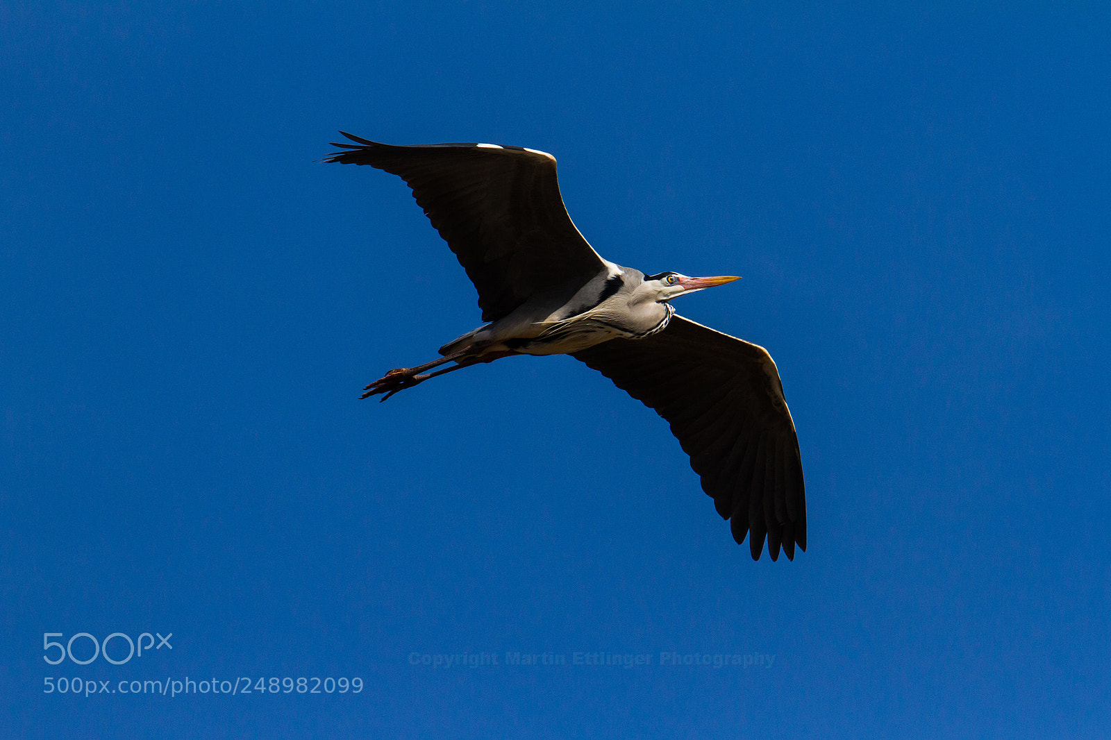 Canon EOS 7D sample photo. Grey heron ardea cinerea photography