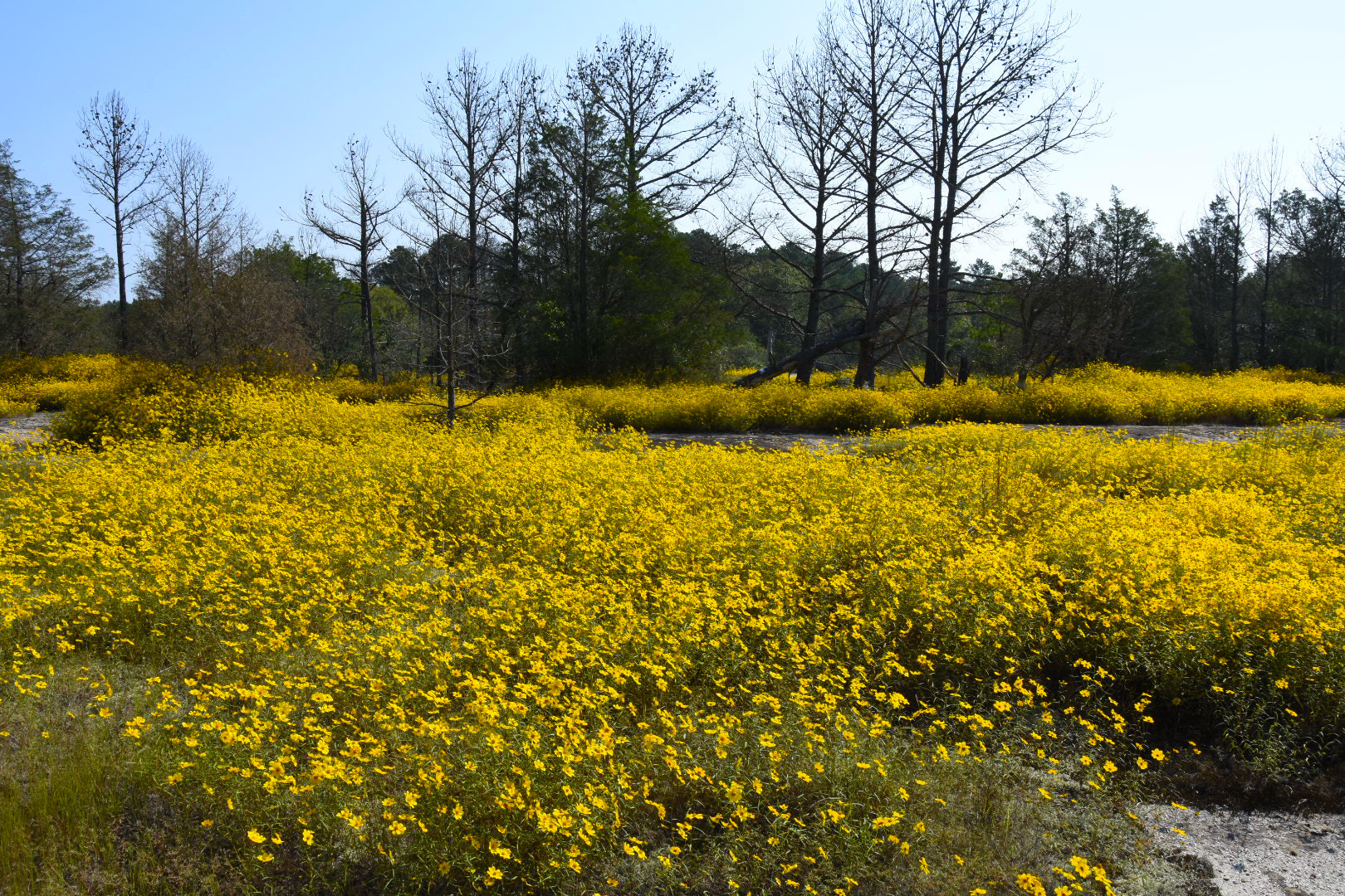 Nikon D7200 sample photo. Yellow daisies photography