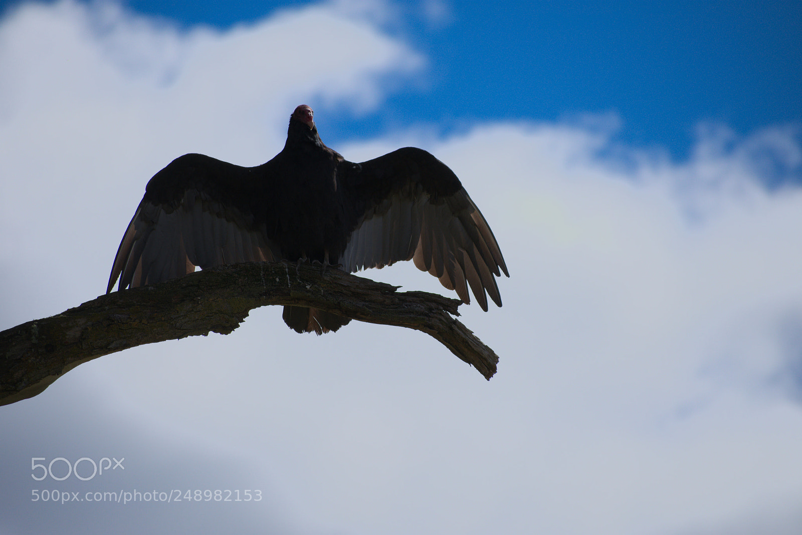 Nikon D3400 sample photo. Condor photography
