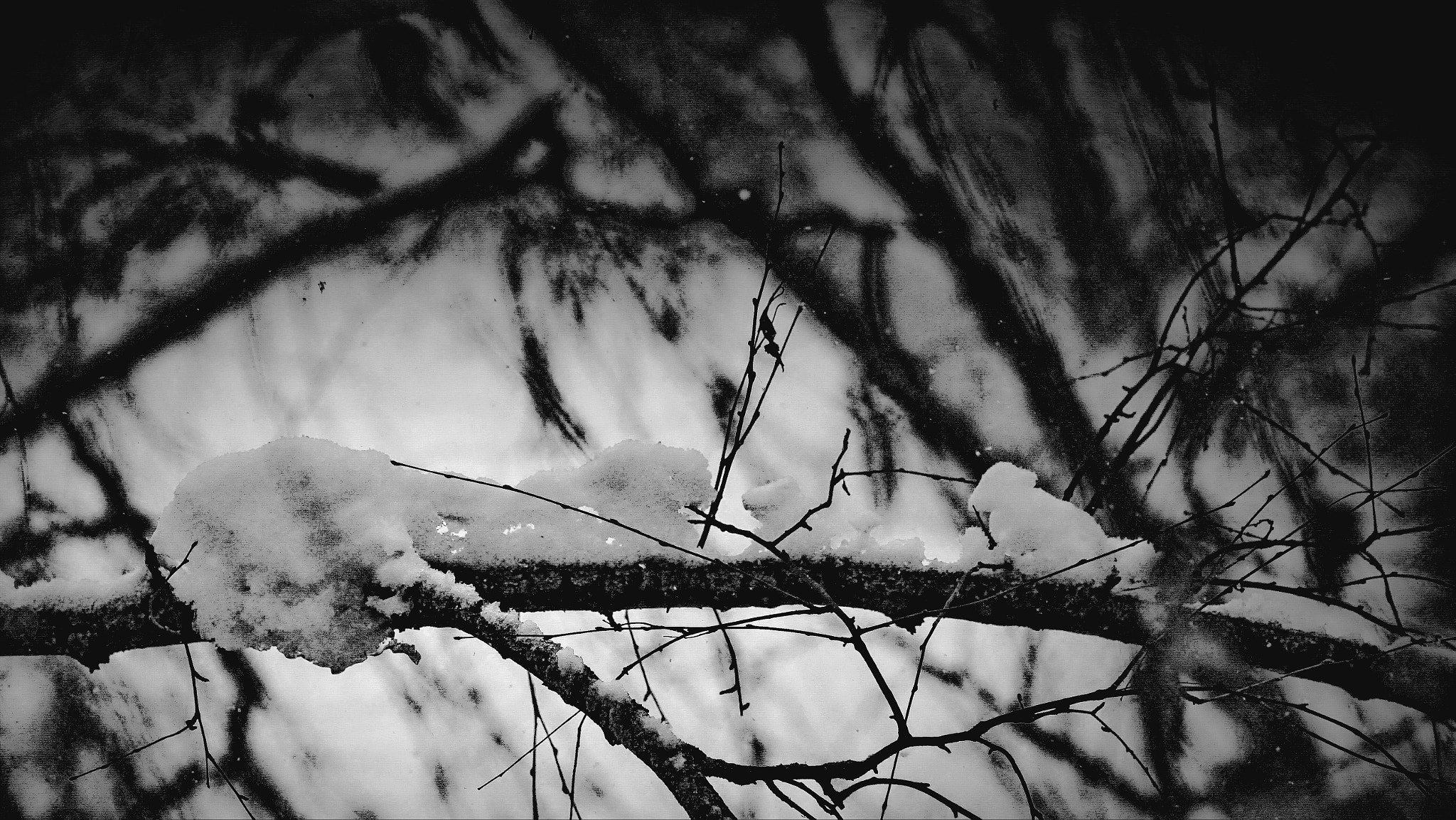 Canon EOS sample photo. Snow animals photography