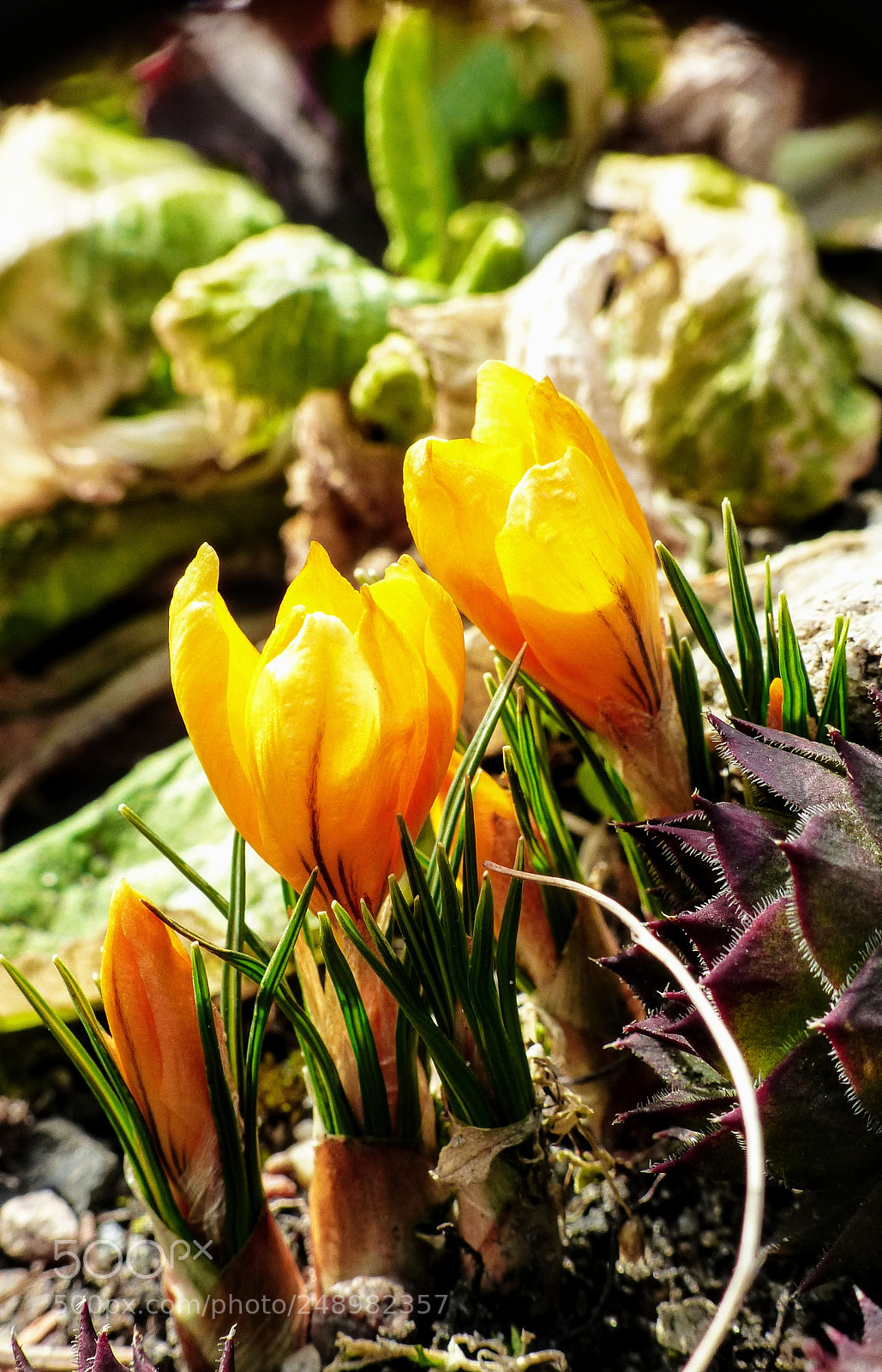 Panasonic Lumix DMC-FZ200 sample photo. Spring 2018 x2 photography