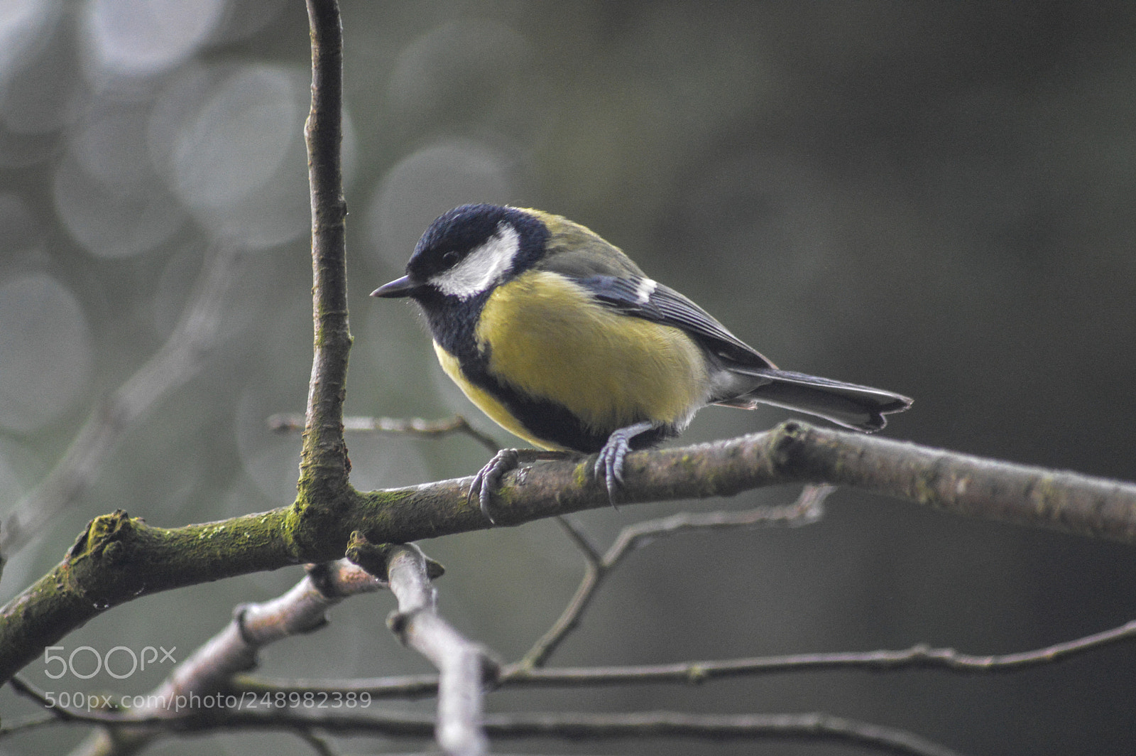 Nikon D3200 sample photo. Great tit at middleton photography
