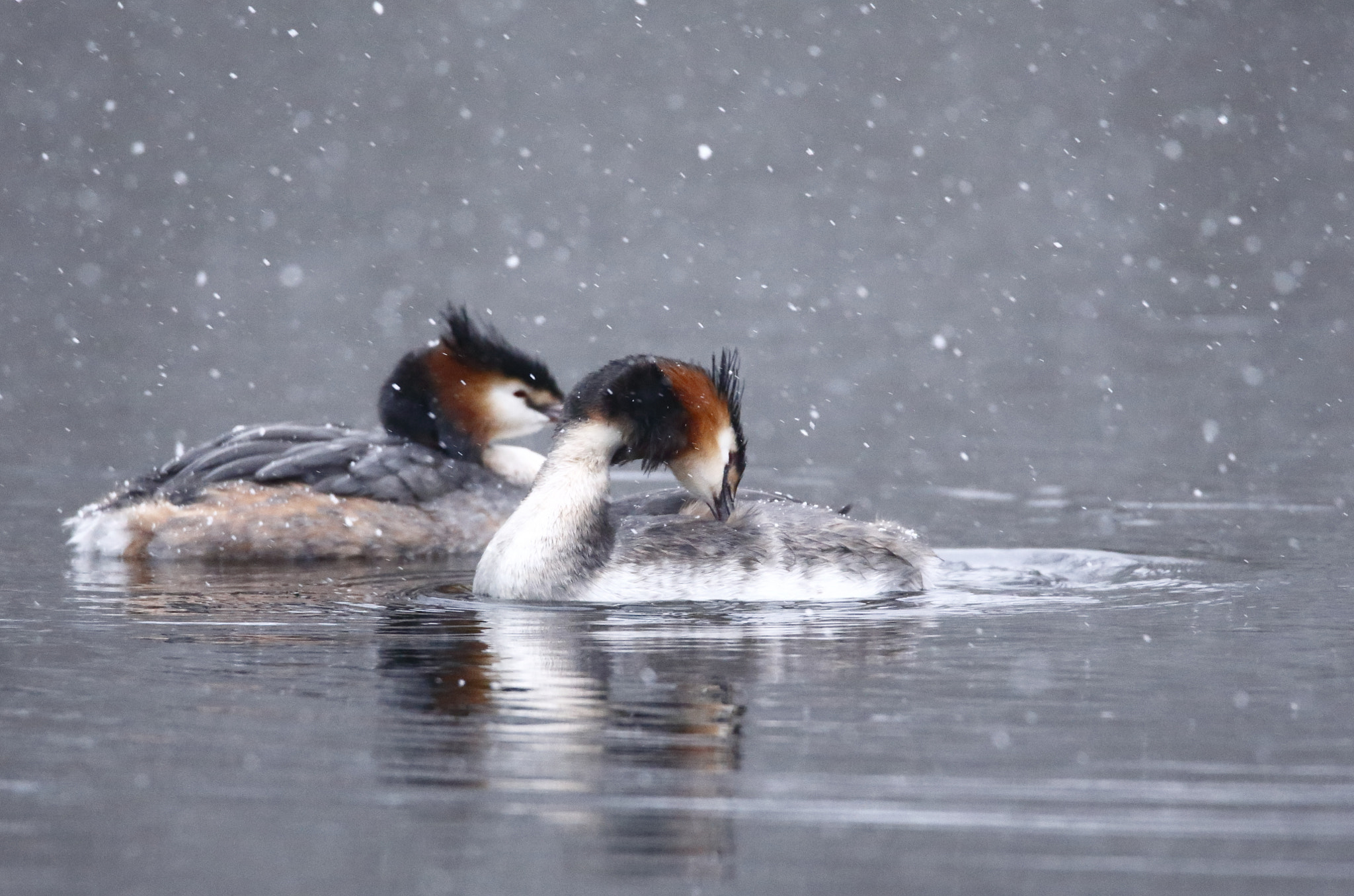 Tamron SP 150-600mm F5-6.3 Di VC USD sample photo. Winter photography