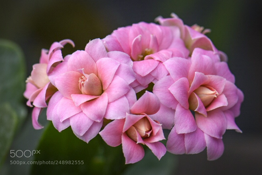 Nikon D5500 sample photo. Mini flowers photography