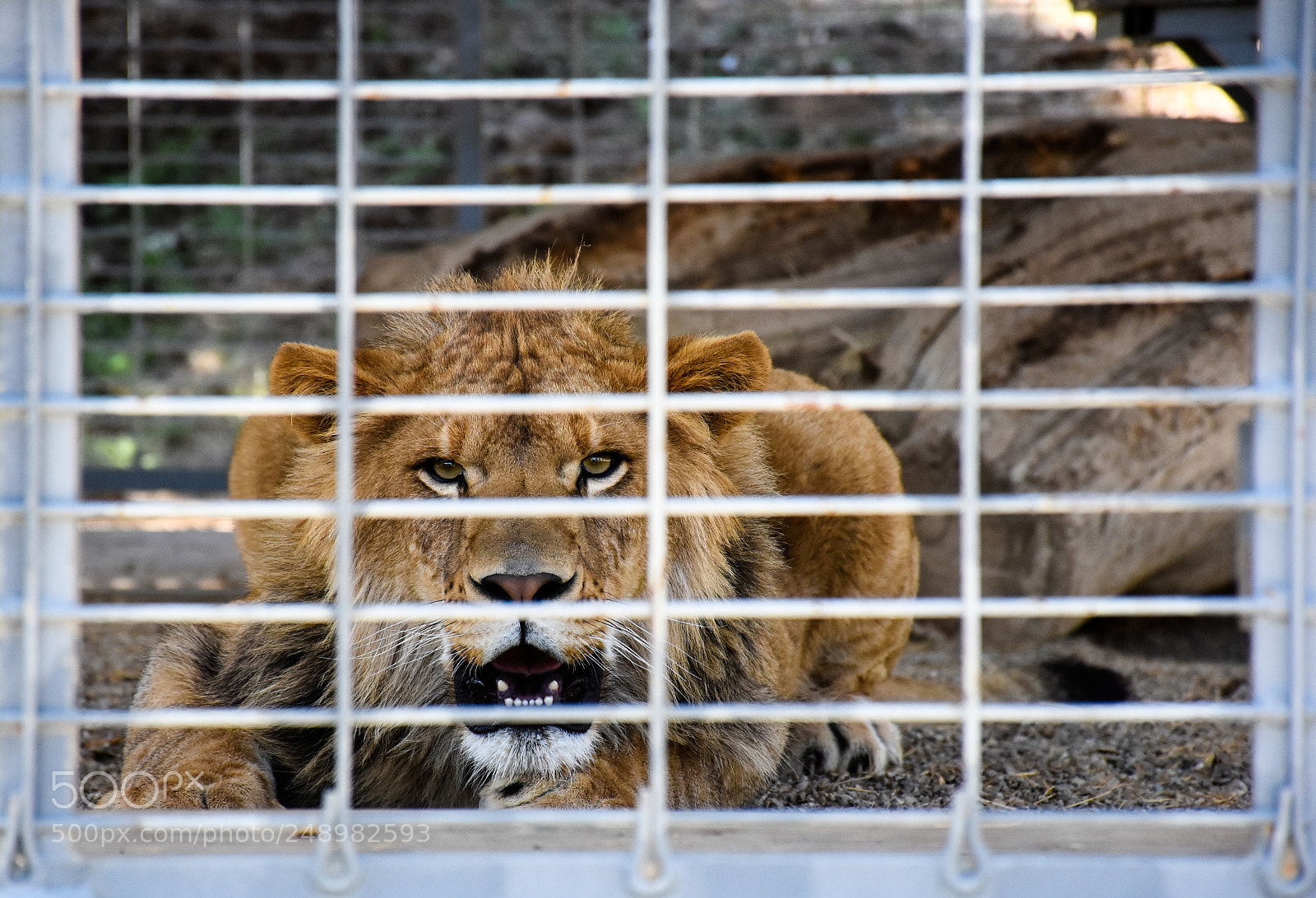 Nikon D7200 sample photo. Jimmy, young lion photography