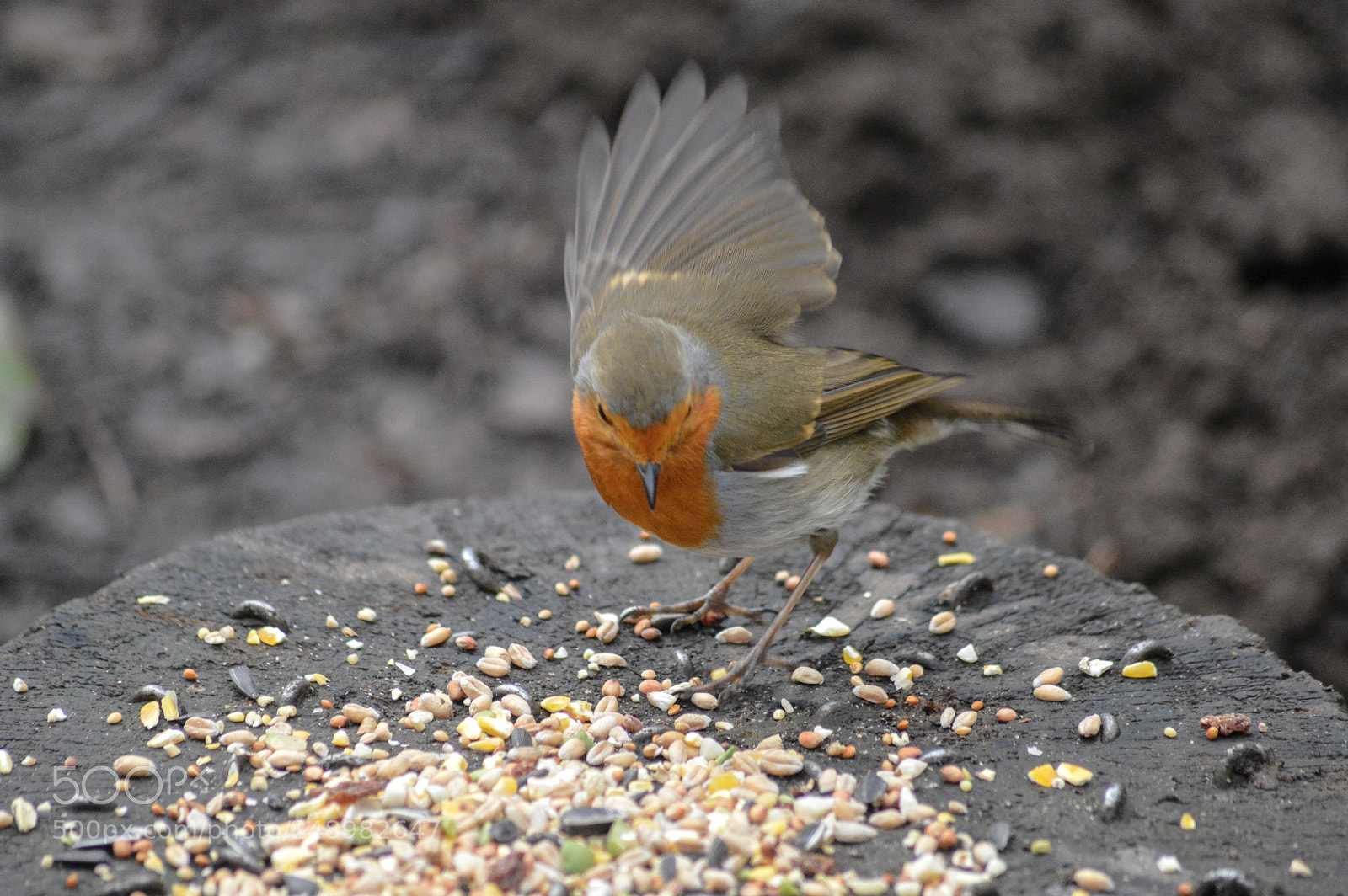 Nikon D3200 sample photo. Robin at middleton photography