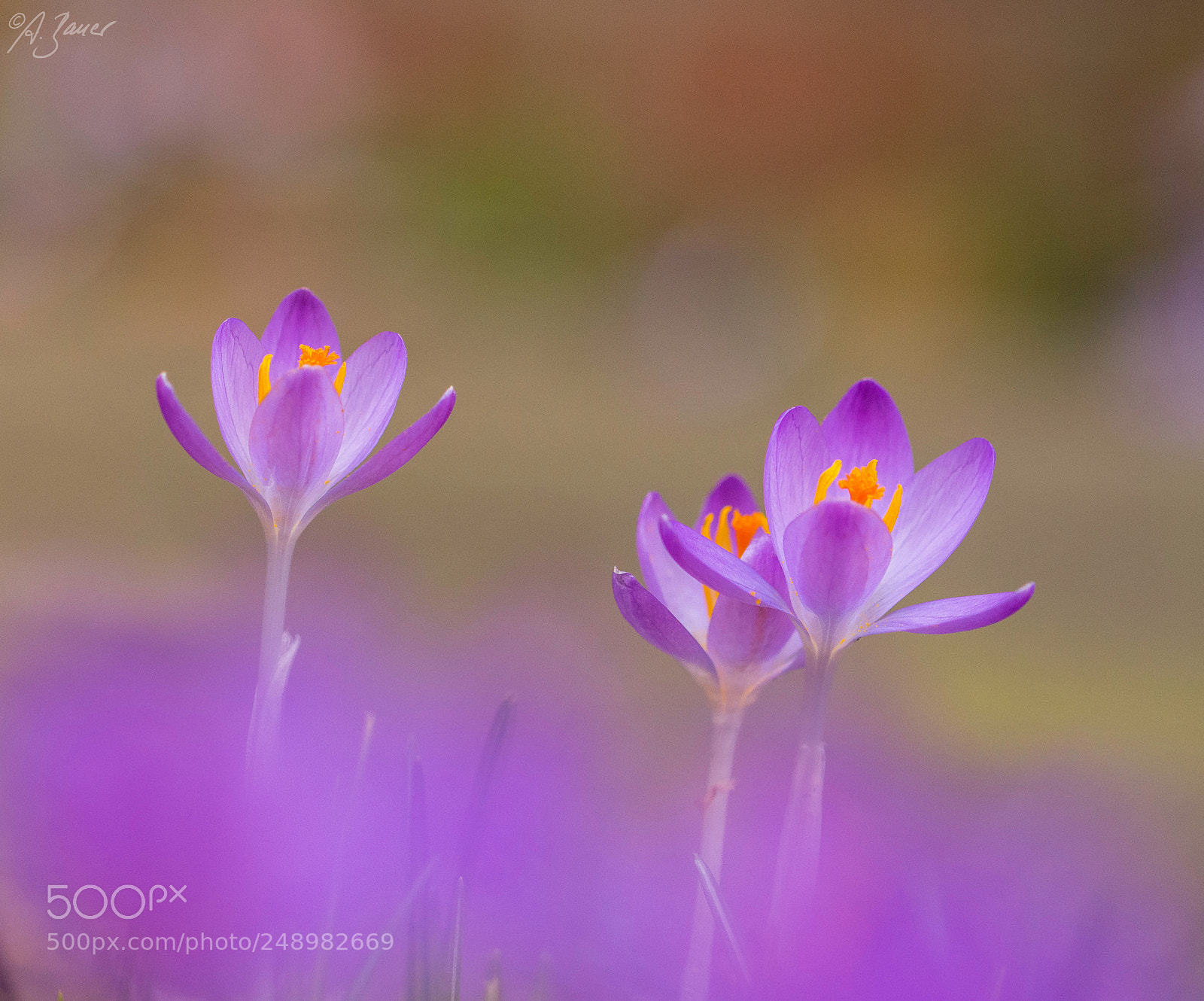 Nikon D7200 sample photo. Purple dream photography